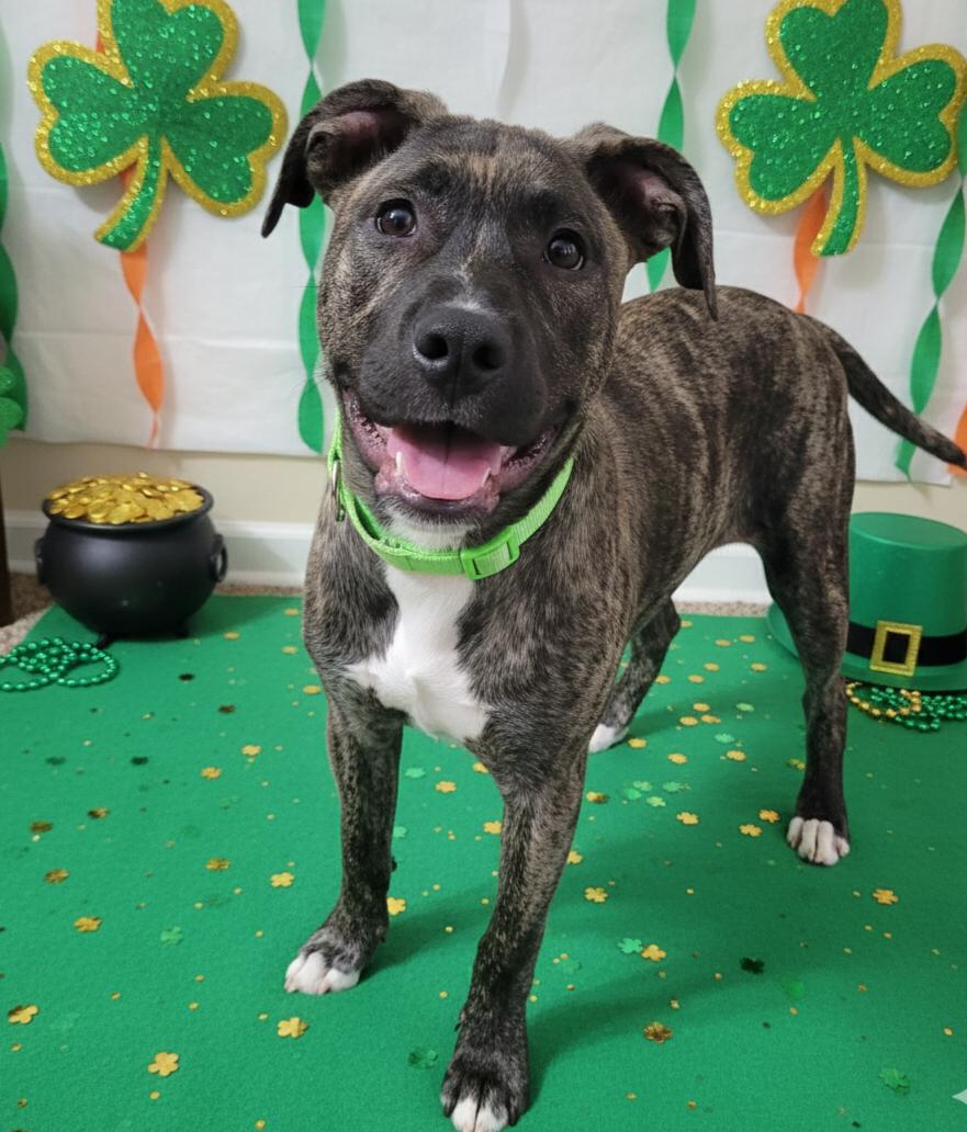 Enlarge Hallie, a ADOPTABLE mixed breed in Cumming, GA image 5/5