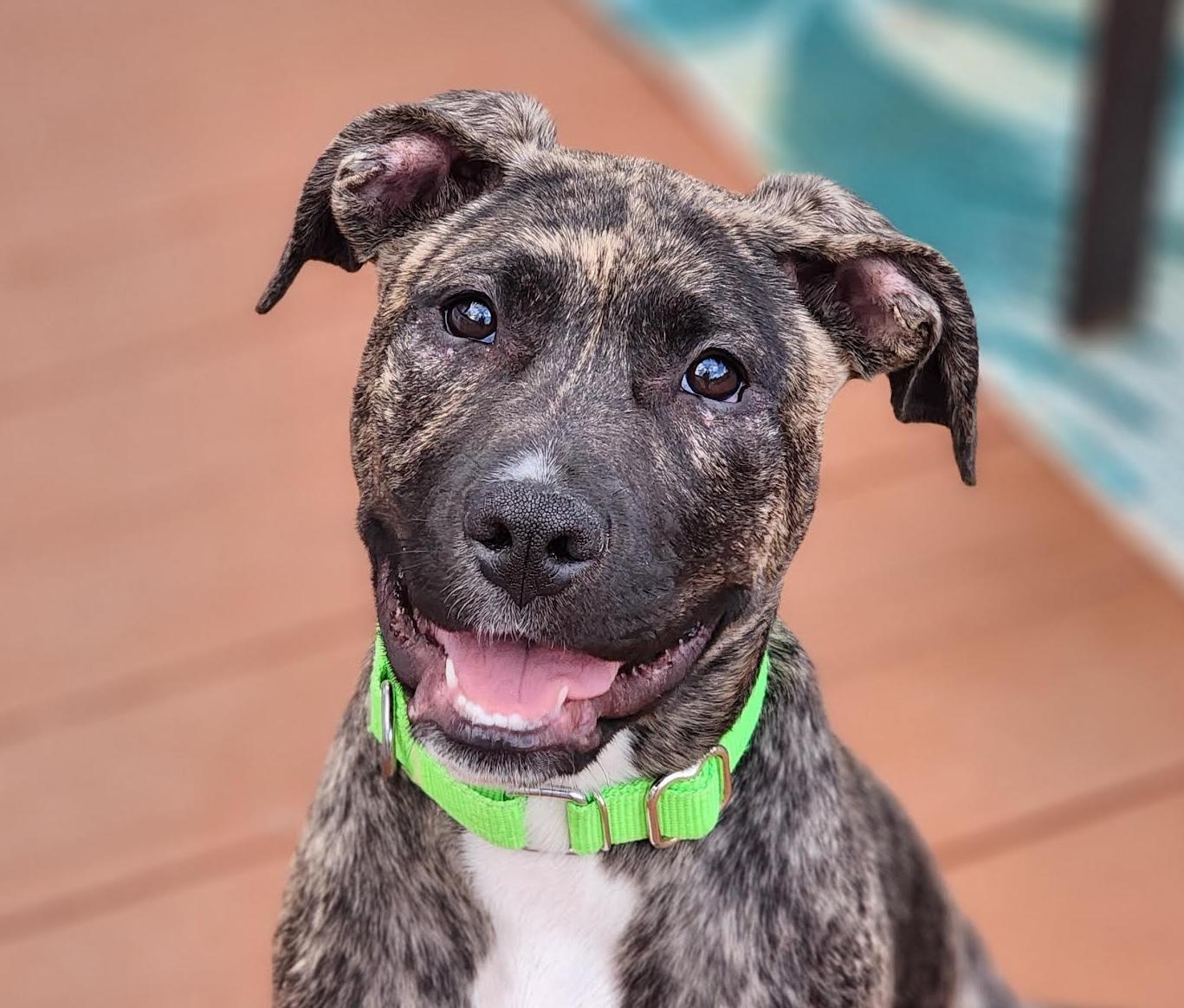 Hallie, ADOPTABLE, Puppy Female Boxer.