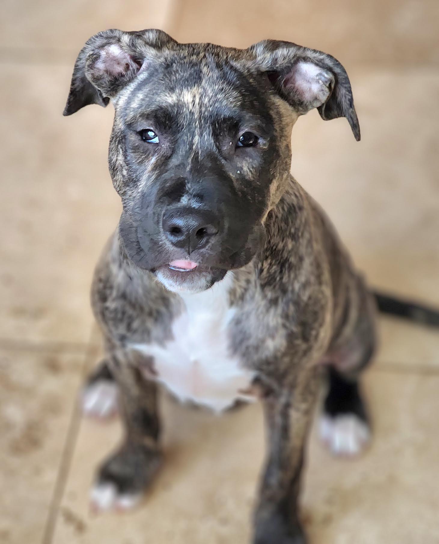 Enlarge Hallie, a ADOPTABLE mixed breed in Cumming, GA image 3/5