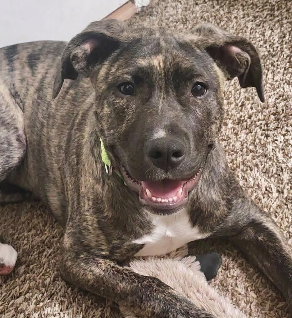 Enlarge Hallie, a ADOPTABLE mixed breed in Cumming, GA image 2/5