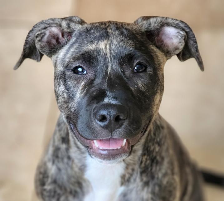 Enlarge Hallie, a ADOPTABLE mixed breed in Cumming, GA image 2/5