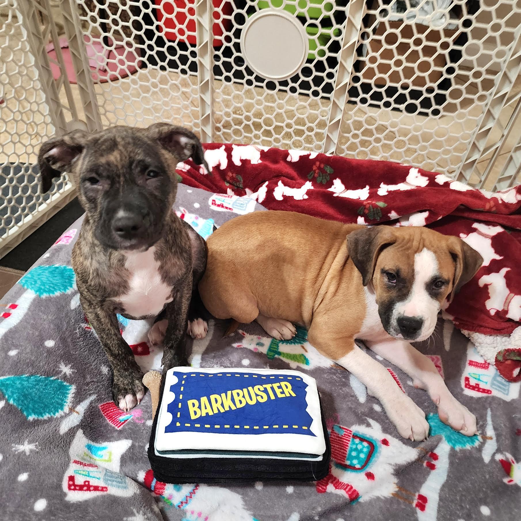 Enlarge Hallie, a ADOPTABLE mixed breed in Cumming, GA image 3/5