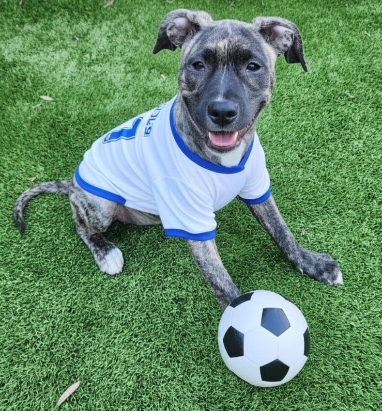 Enlarge Hallie, a ADOPTABLE mixed breed in Cumming, GA image 4/5