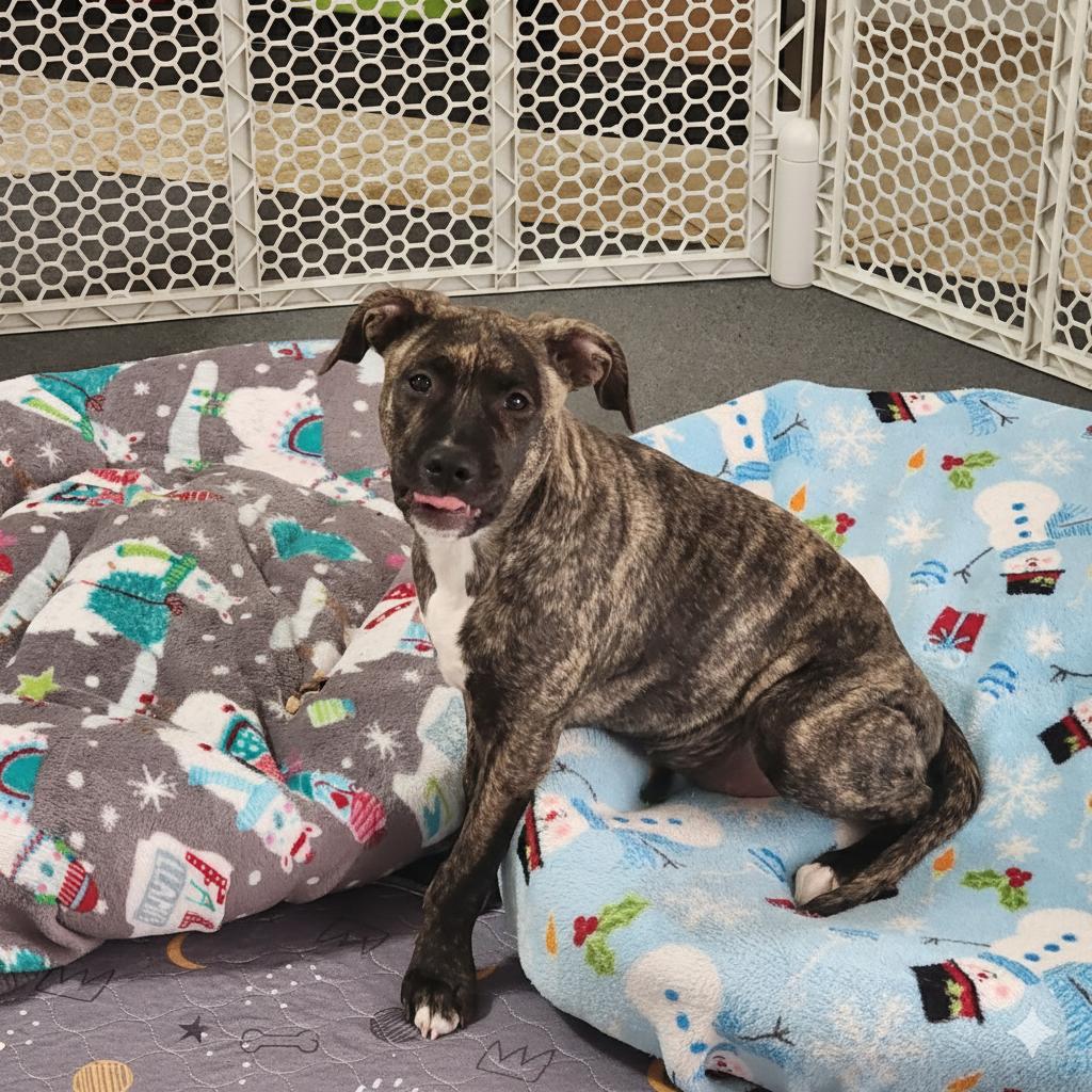 Enlarge Hallie, a ADOPTABLE mixed breed in Cumming, GA image 4/5