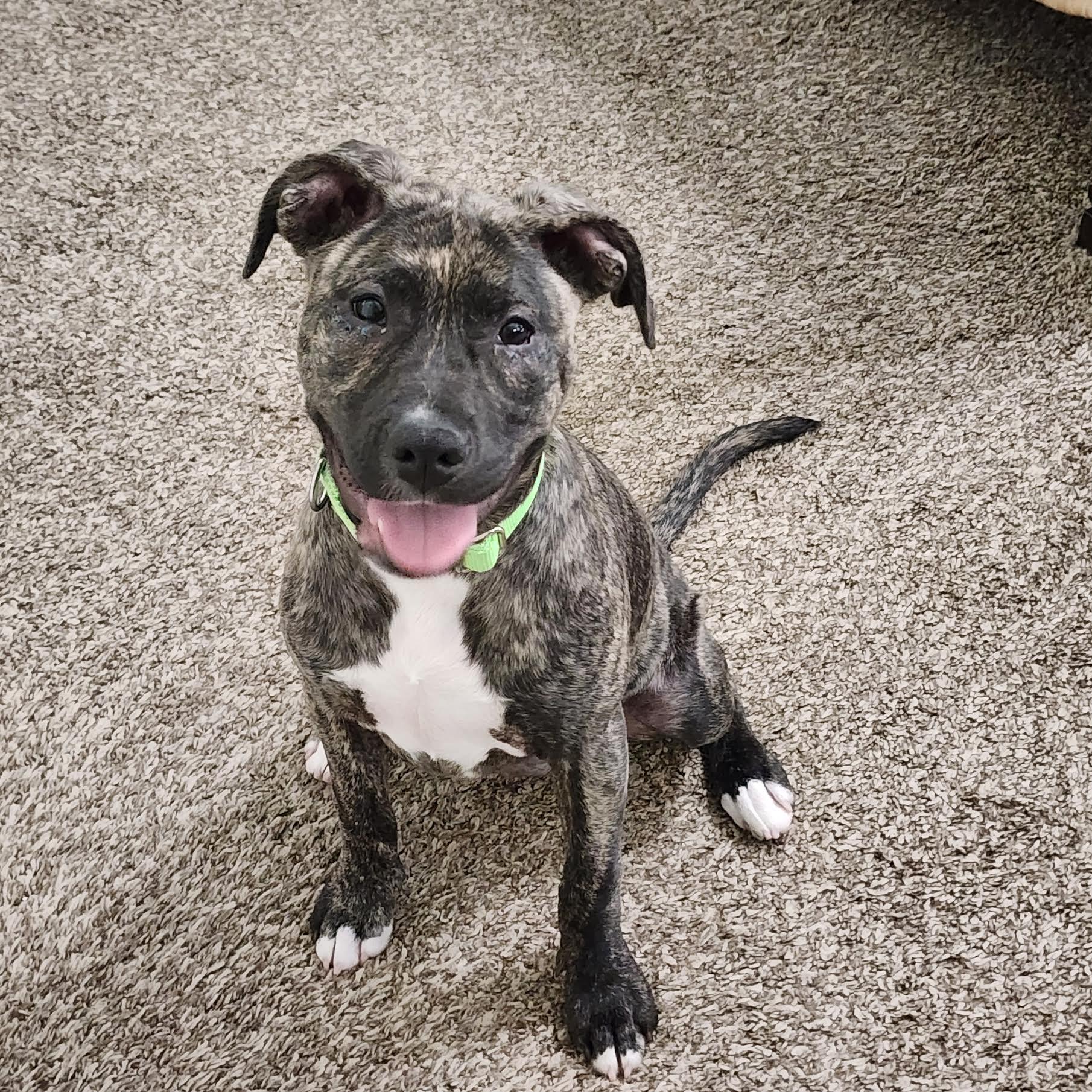 Enlarge Hallie, a ADOPTABLE mixed breed in Cumming, GA image 3/5