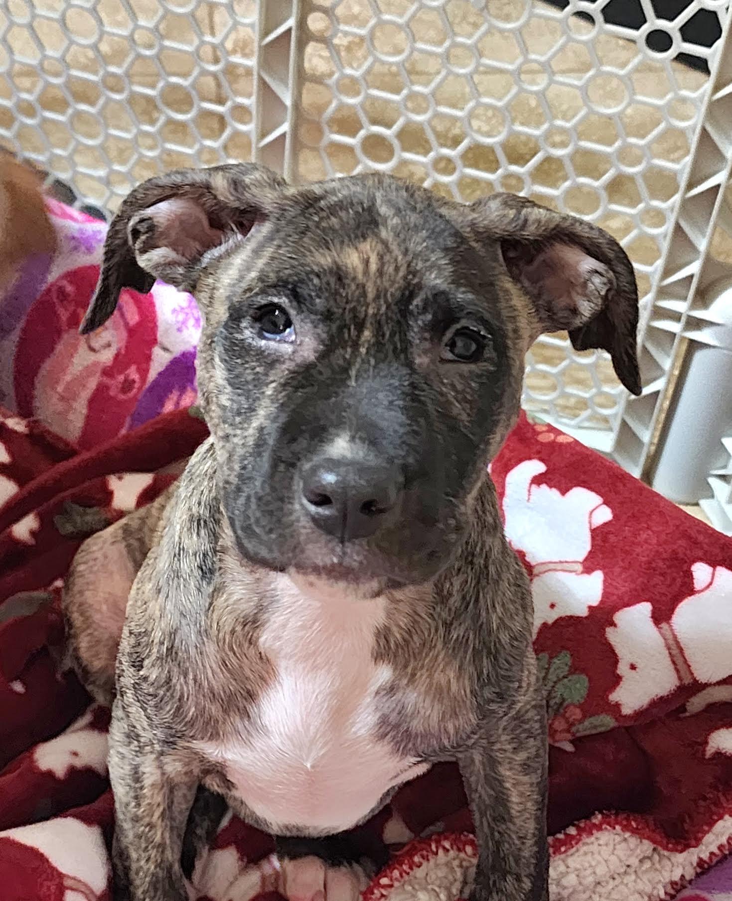 Enlarge Hallie, a ADOPTABLE mixed breed in Cumming, GA image 2/5