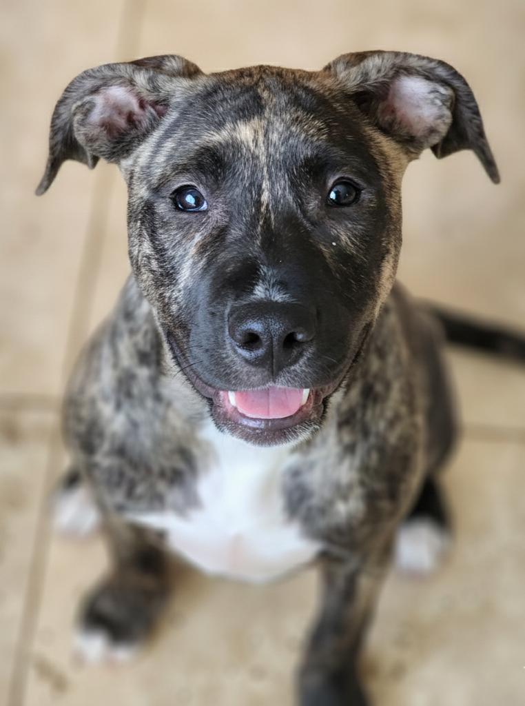 Enlarge Hallie, a ADOPTABLE mixed breed in Cumming, GA image 5/5