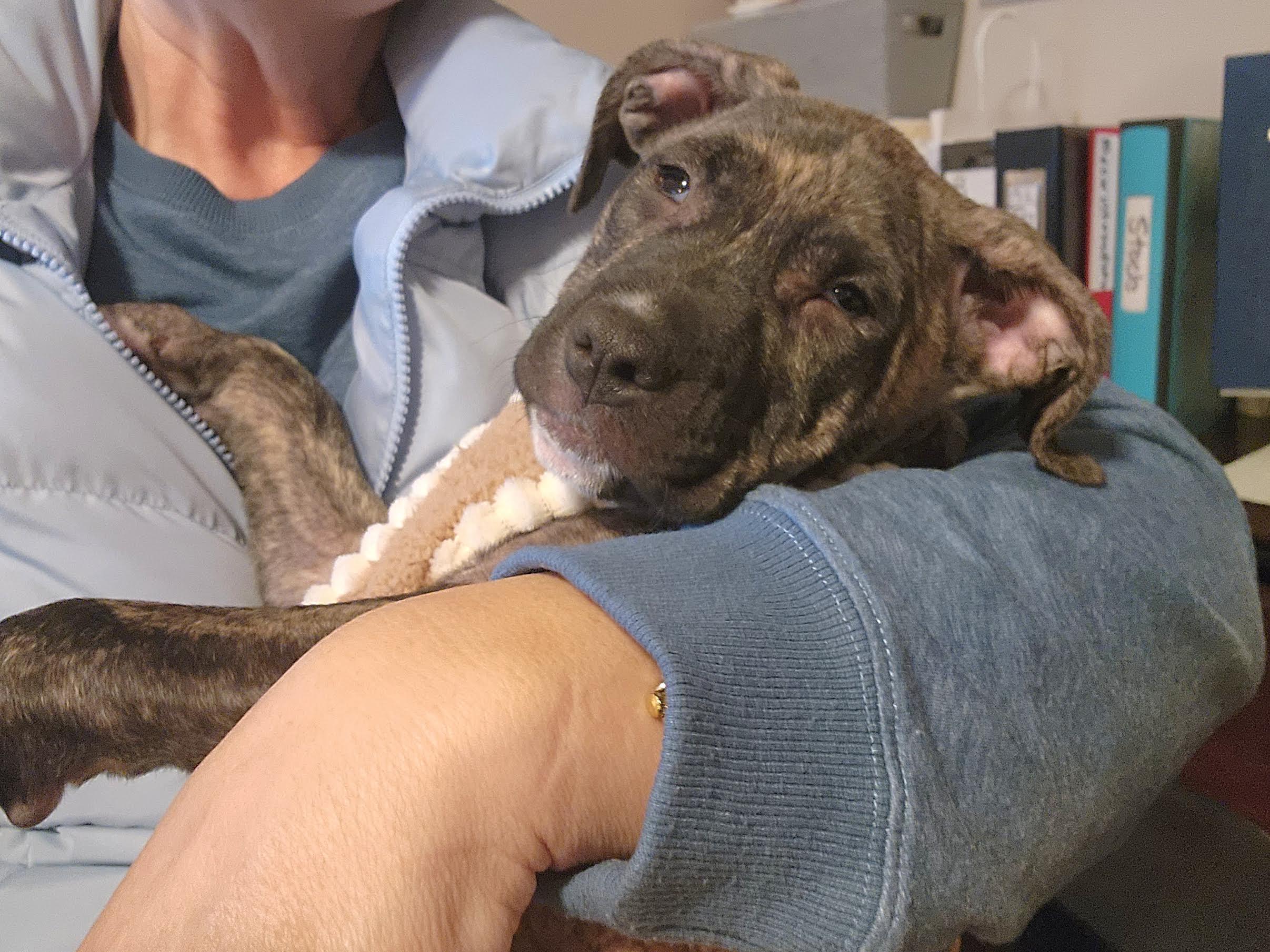 Enlarge Hallie, a ADOPTABLE mixed breed in Cumming, GA image 4/5