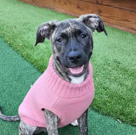 Hallie, ADOPTABLE, Puppy Female Boxer.