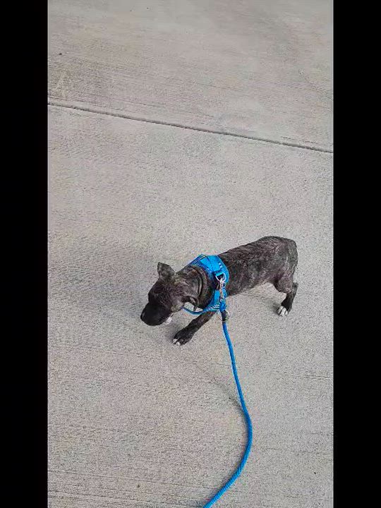 Enlarge Hallie, a ADOPTABLE mixed breed in Cumming, GA video 5/5