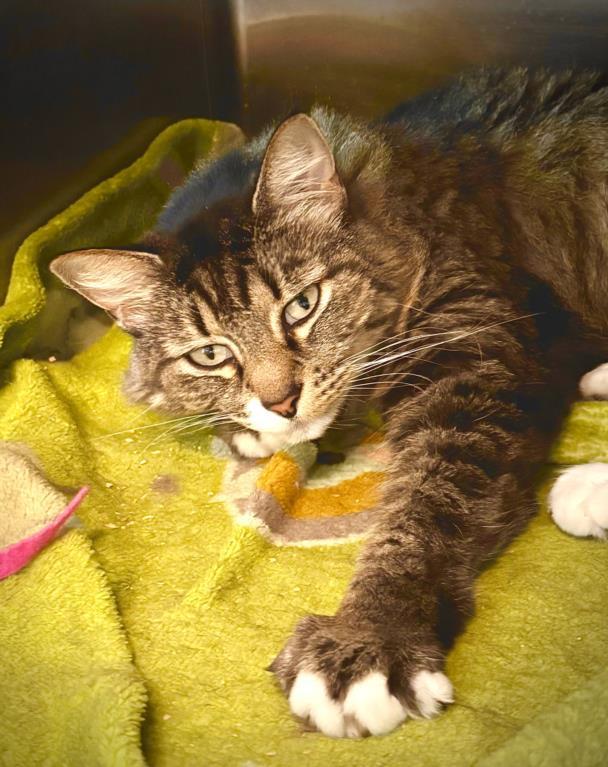 NELLY, Adoptable, Adult Female Domestic Medium Hair.