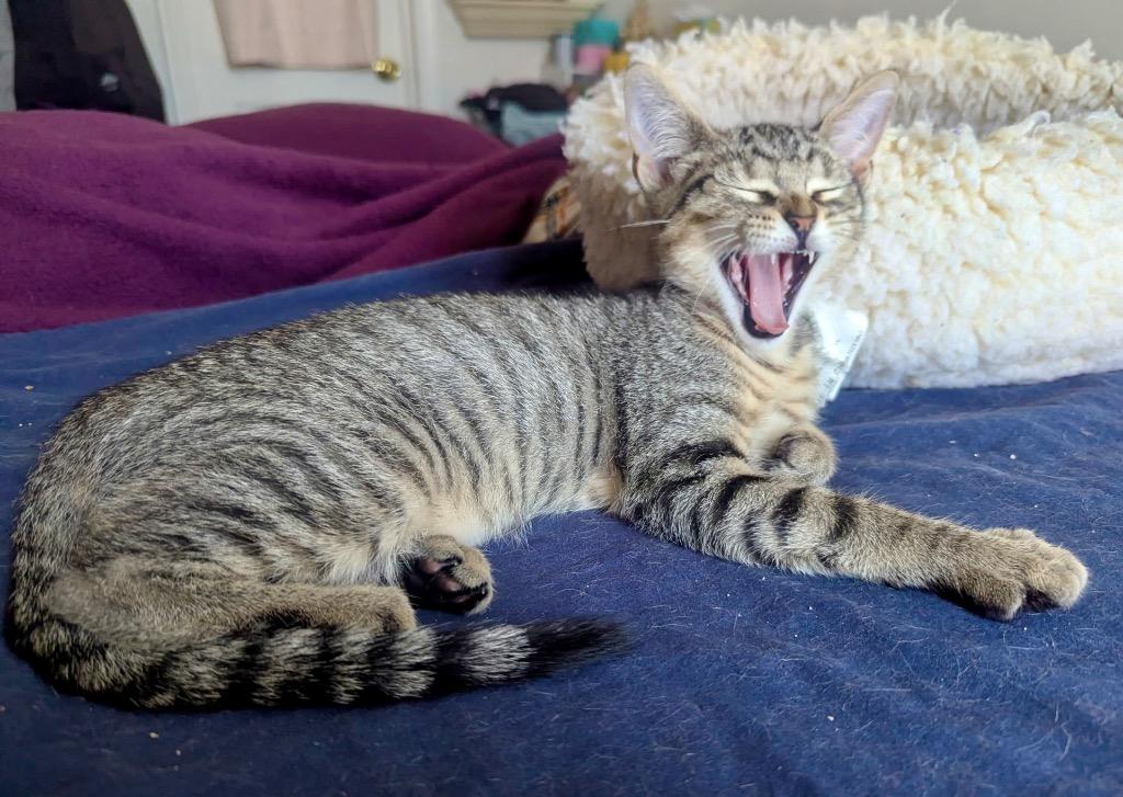 Albert, Adoptable, Kitten Male Domestic Short Hair.