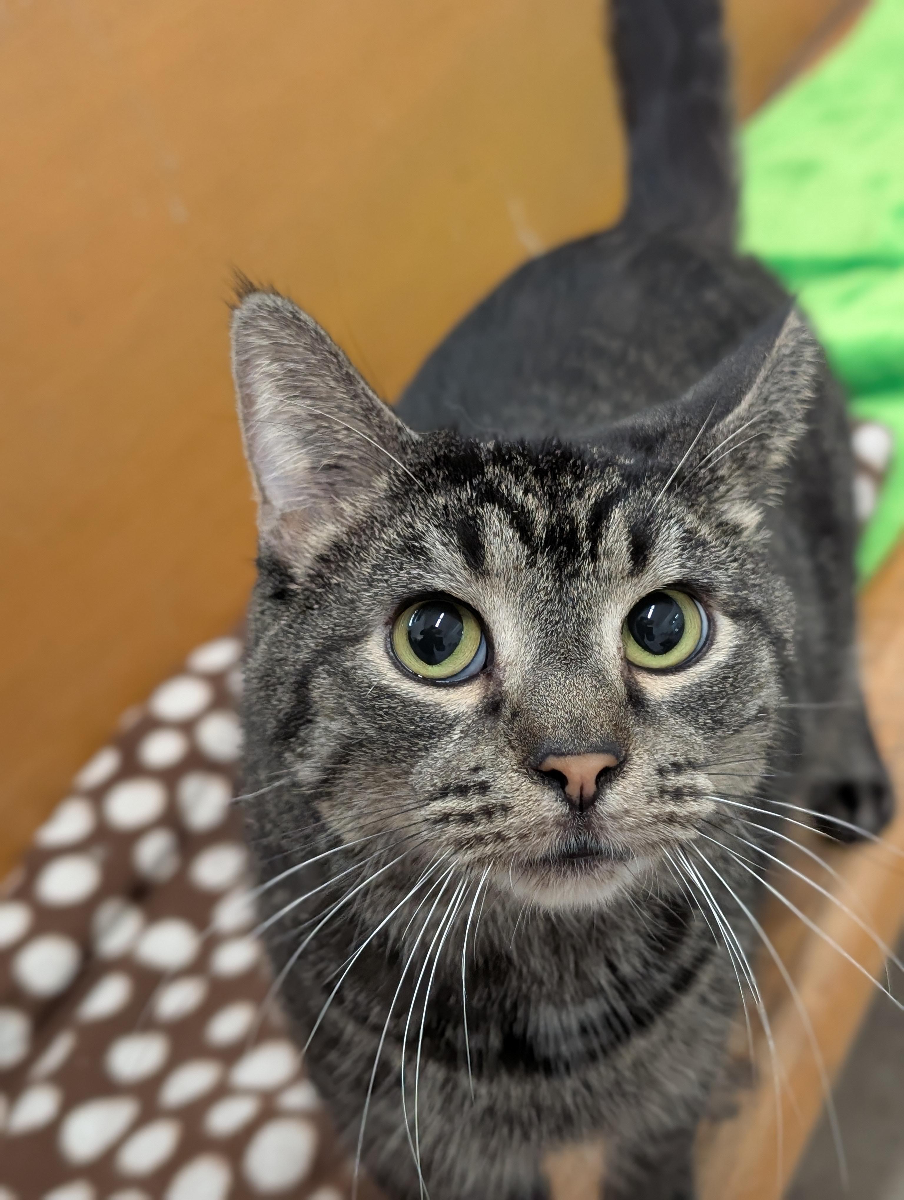 Drake, a Adoptable Domestic Short Hair in Tilton, IL image 2/6