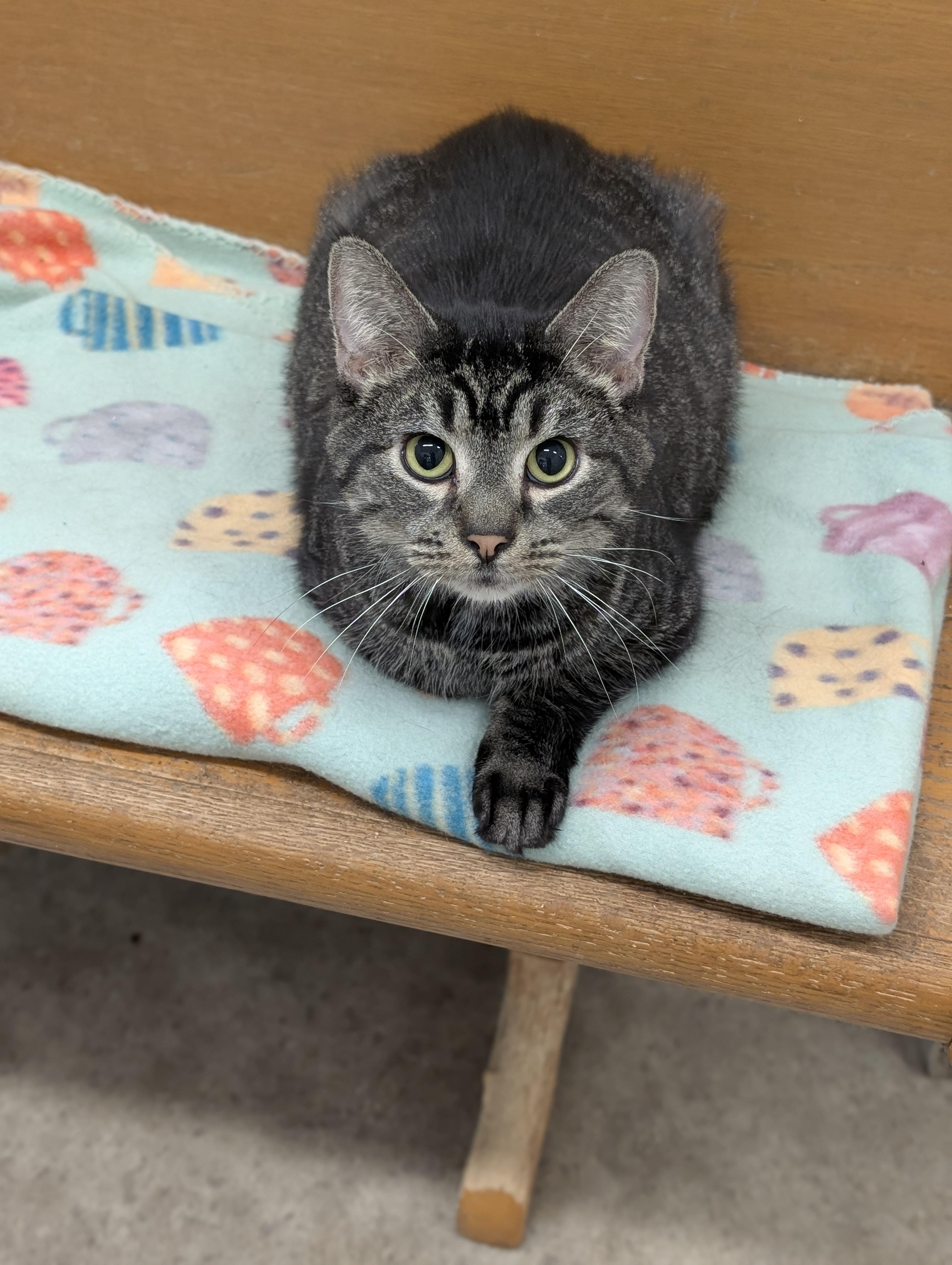 Drake, a Adoptable Domestic Short Hair in Tilton, IL image 1/6