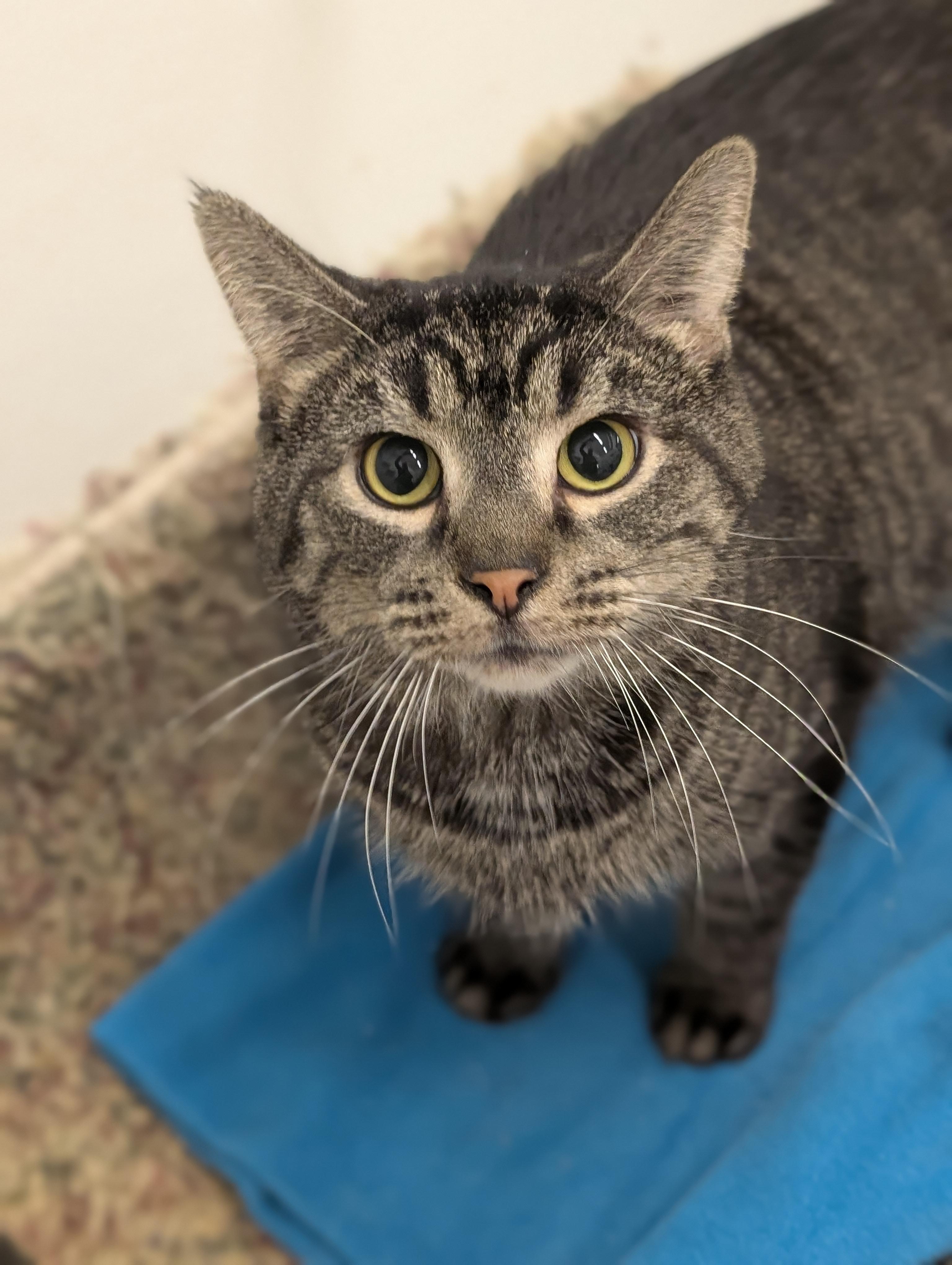 Drake, a Adoptable Domestic Short Hair in Tilton, IL image 4/6