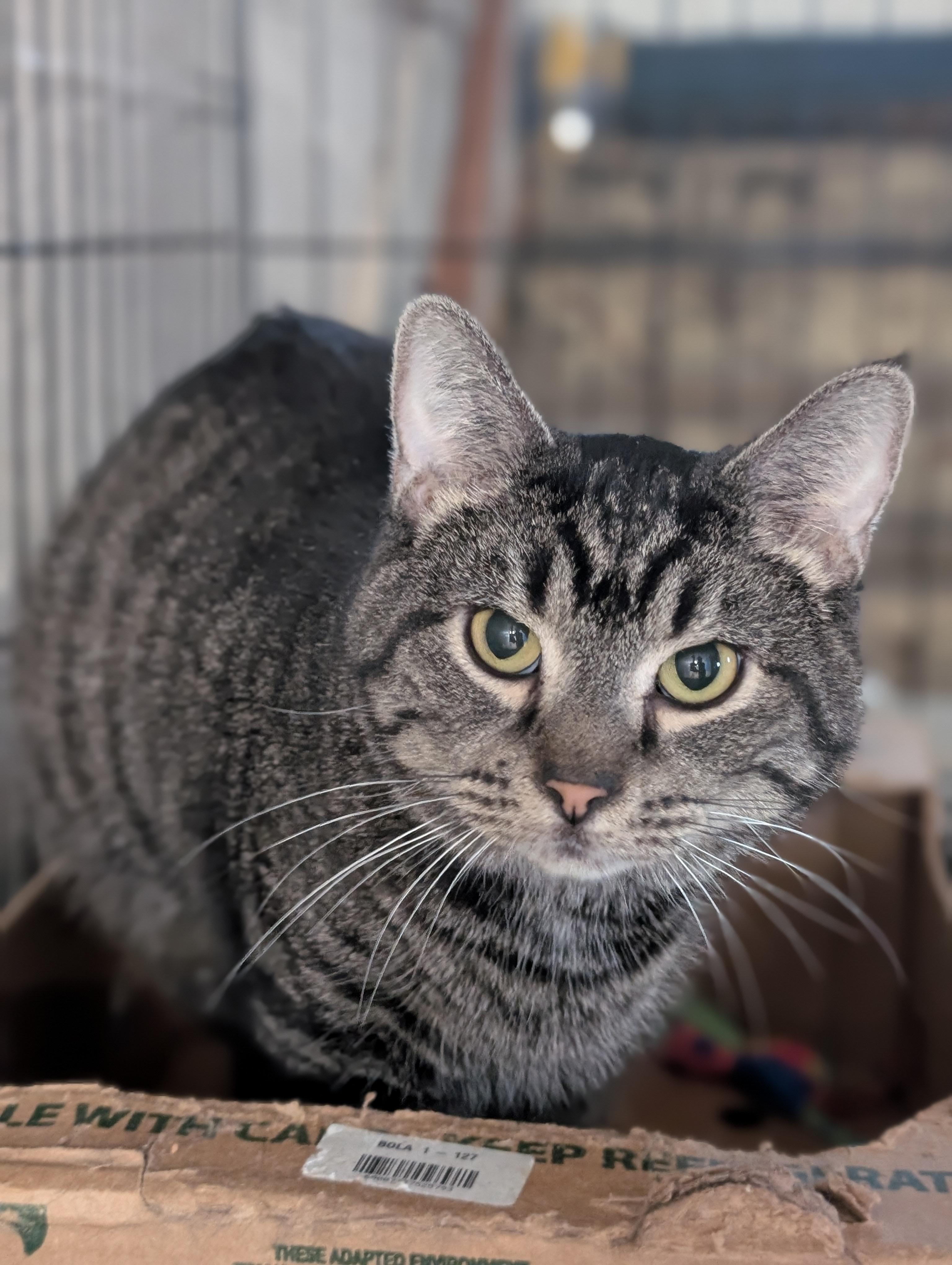 Drake, a Adoptable Domestic Short Hair in Tilton, IL image 6/6