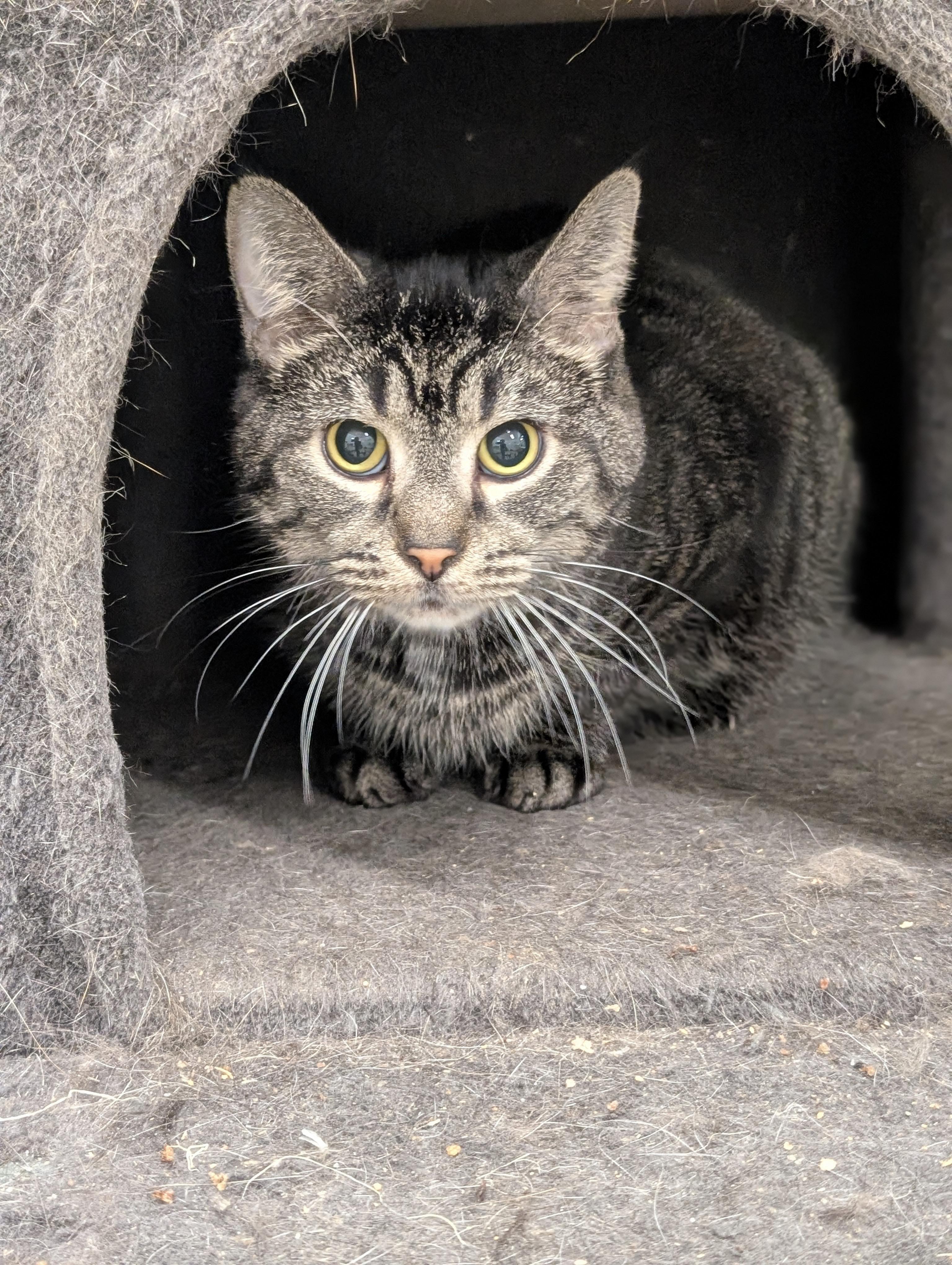 Drake, a Adoptable Domestic Short Hair in Tilton, IL image 5/6