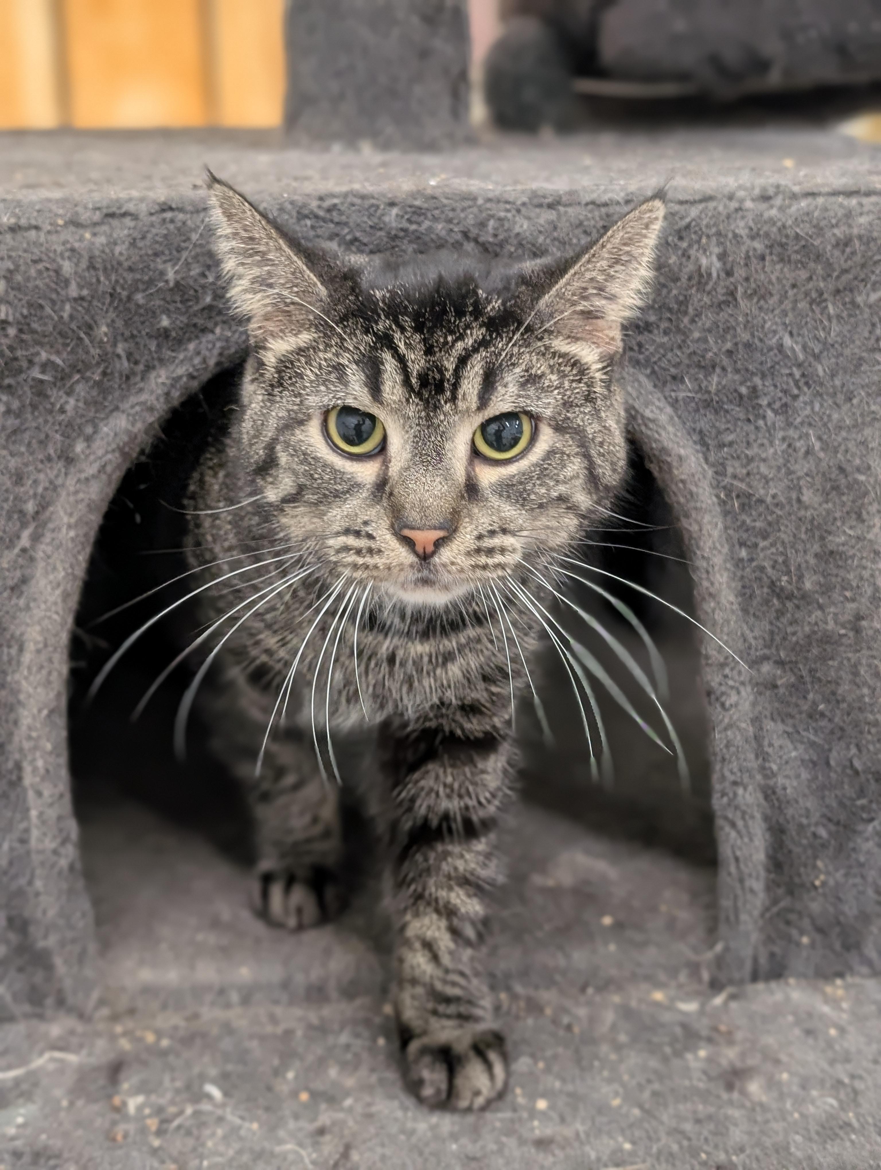 Drake, a Adoptable Domestic Short Hair in Tilton, IL image 3/6