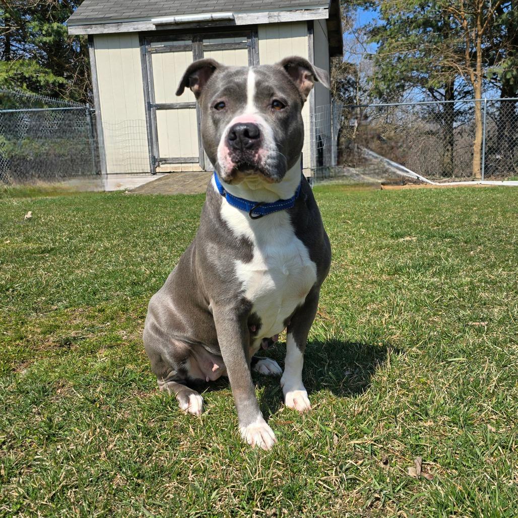 Mabel, Adoptable, Adult Female Mixed Breed.