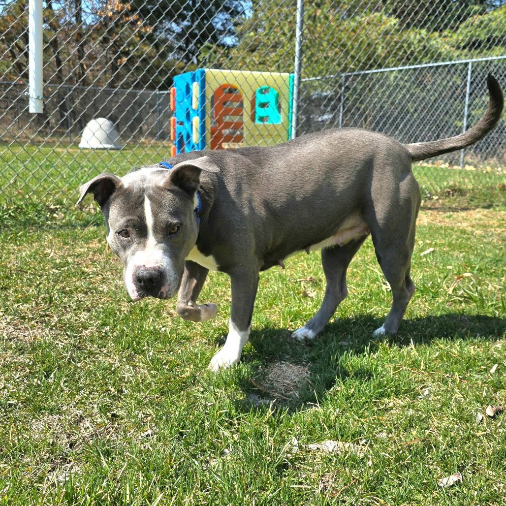 Mabel, a Adoptable Mixed Breed in Owosso, MI image 2/6