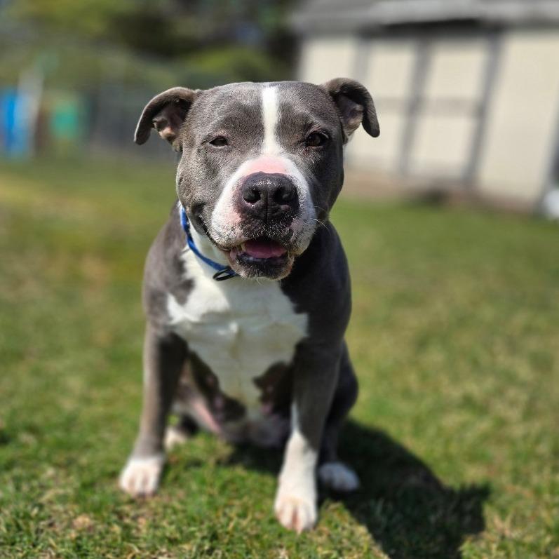 Mabel, a Adoptable Mixed Breed in Owosso, MI image 3/6