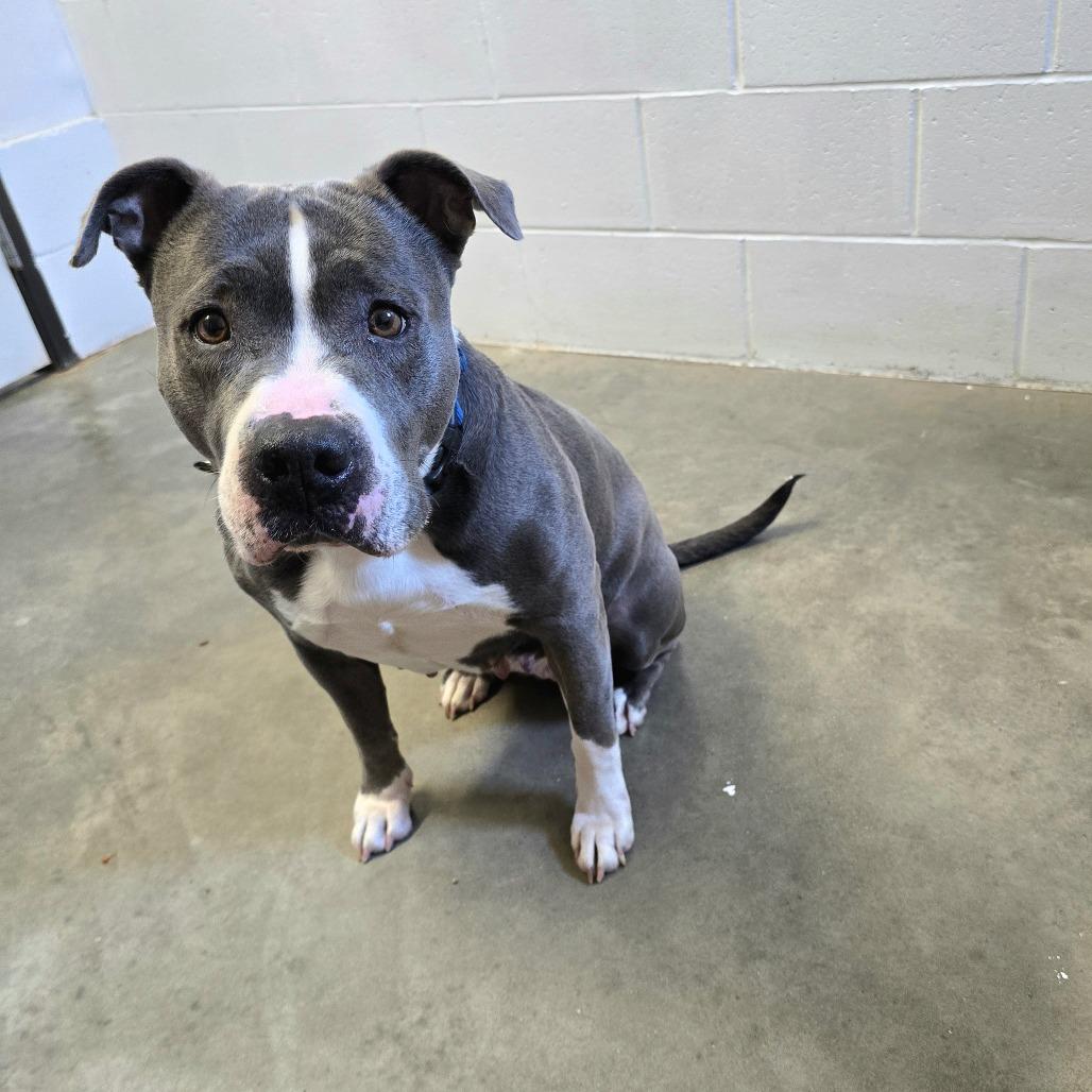 Mabel, a Adoptable Mixed Breed in Owosso, MI image 4/6