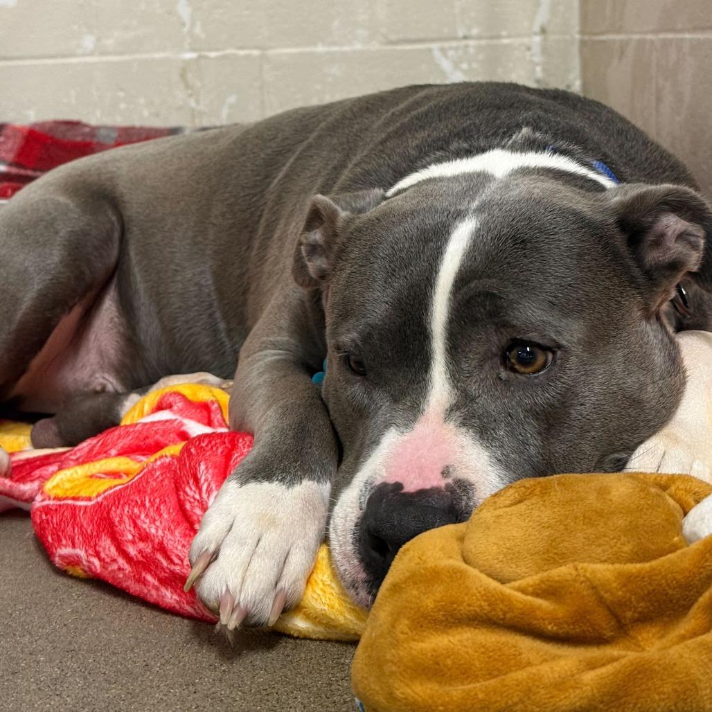 Mabel, a Adoptable Mixed Breed in Owosso, MI image 5/6