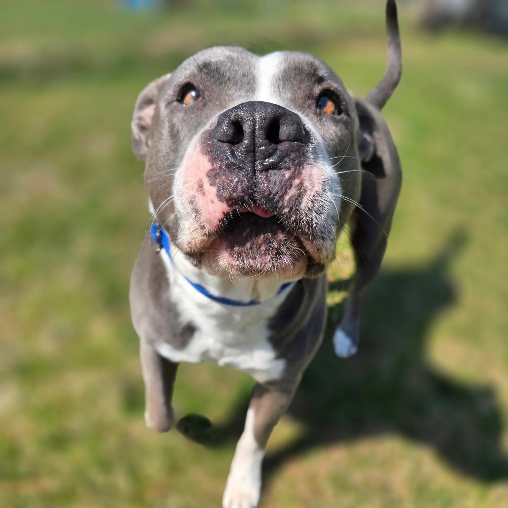 Mabel, a Adoptable Mixed Breed in Owosso, MI image 6/6