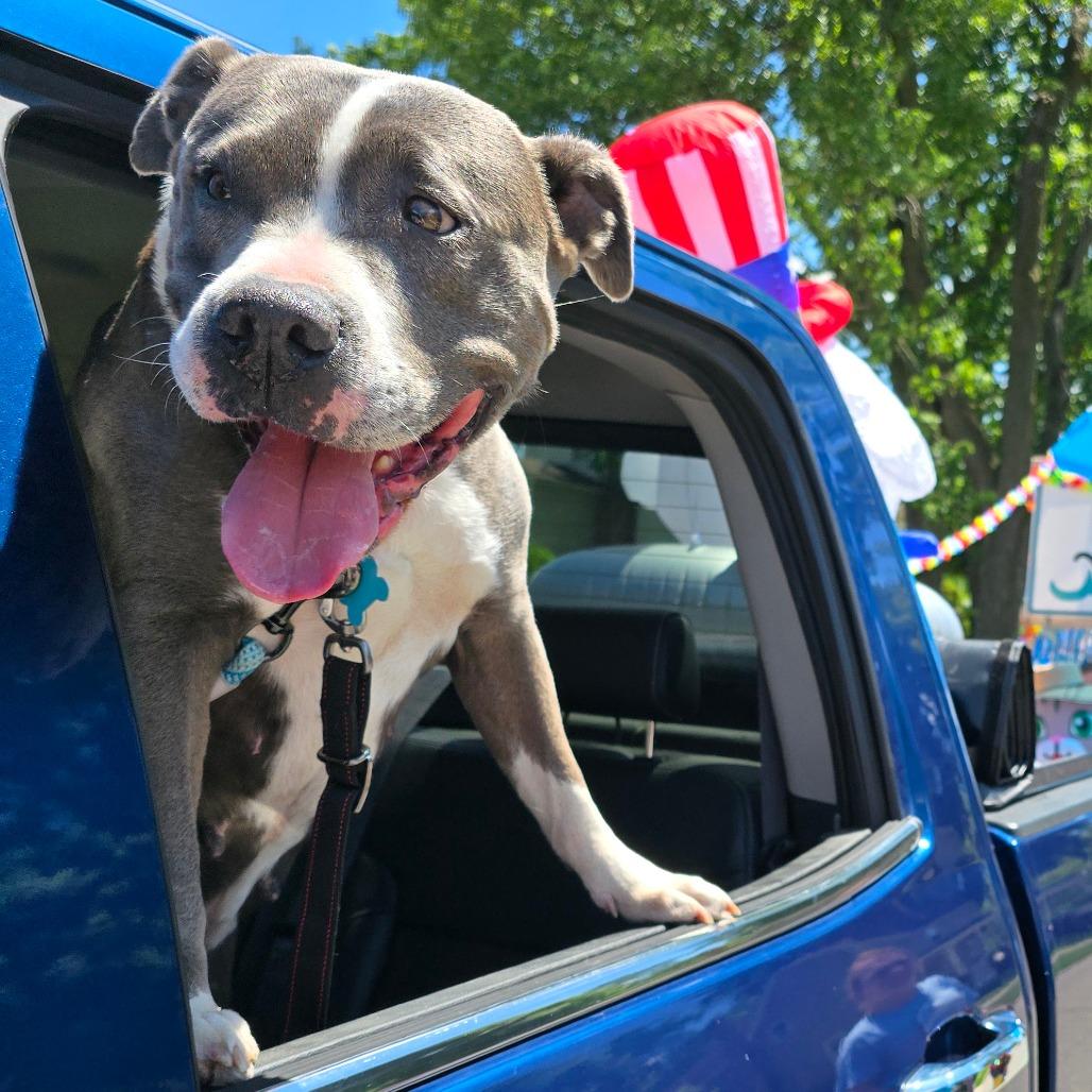 Mabel, a Adoptable Mixed Breed in Owosso, MI image 6/6