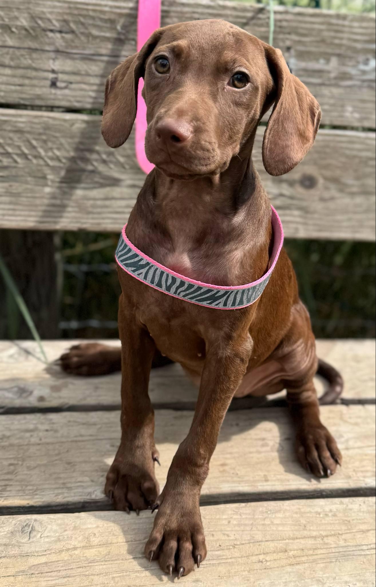 Dory, Adopted, Puppy Female Weimaraner & Labradoodle.