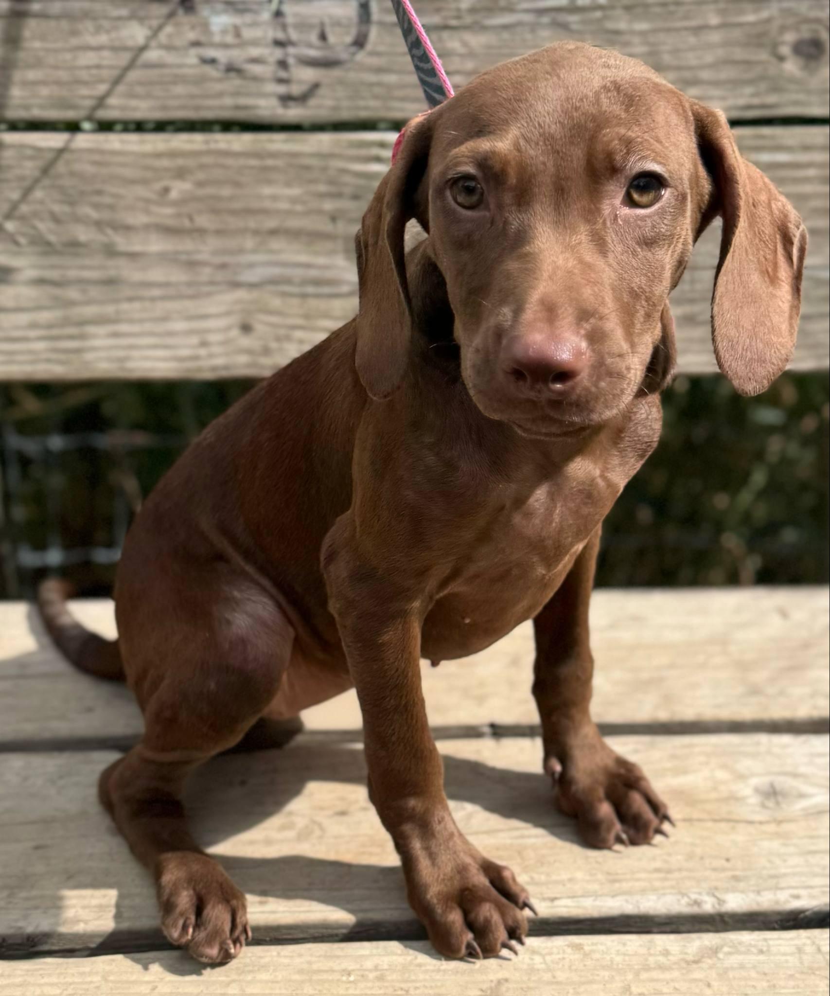 Enlarge Dory, a Adopted mixed breed in Parsippany, NJ image 2/4