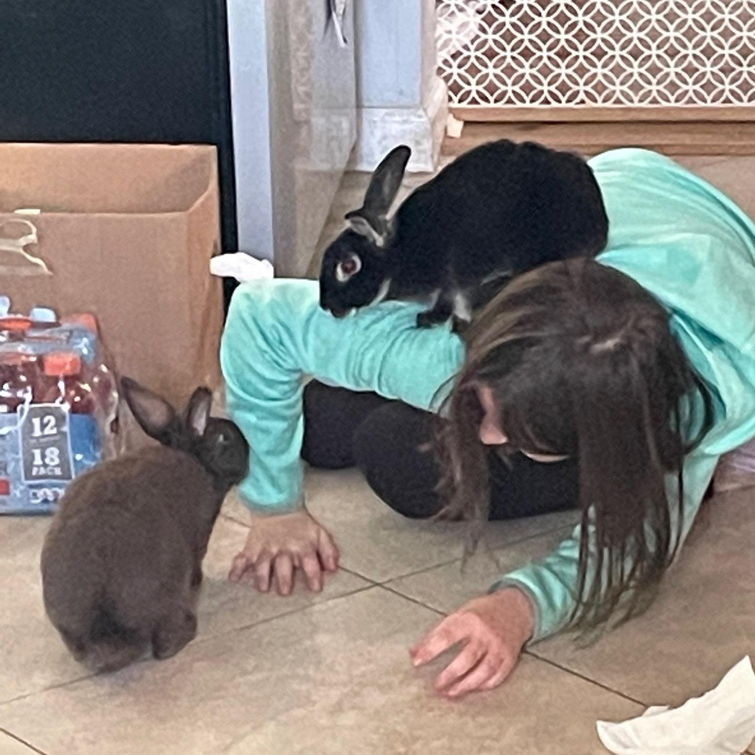 Enlarge Tanner*, a Adoptable mixed breed in Independence, VA image 2/3