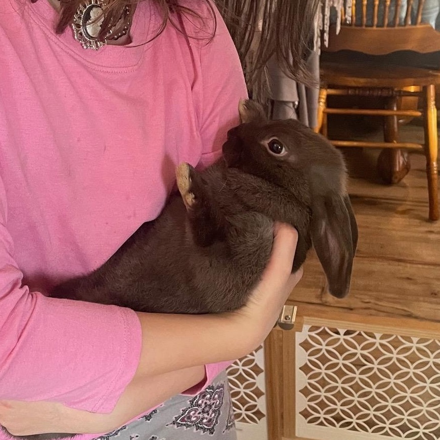 Enlarge Tanner*, a Adoptable mixed breed in Independence, VA image 3/3