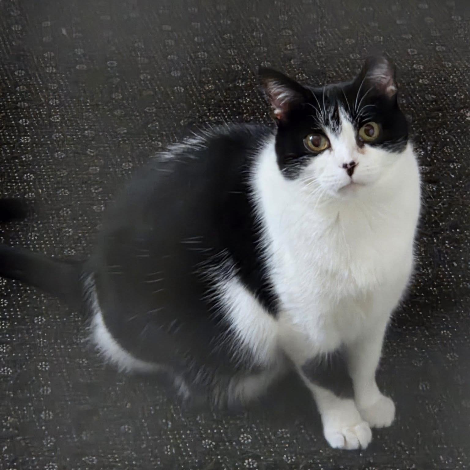 Enlarge ZANIA, a Adoptable Tuxedo in Delhi, ON image 1/1