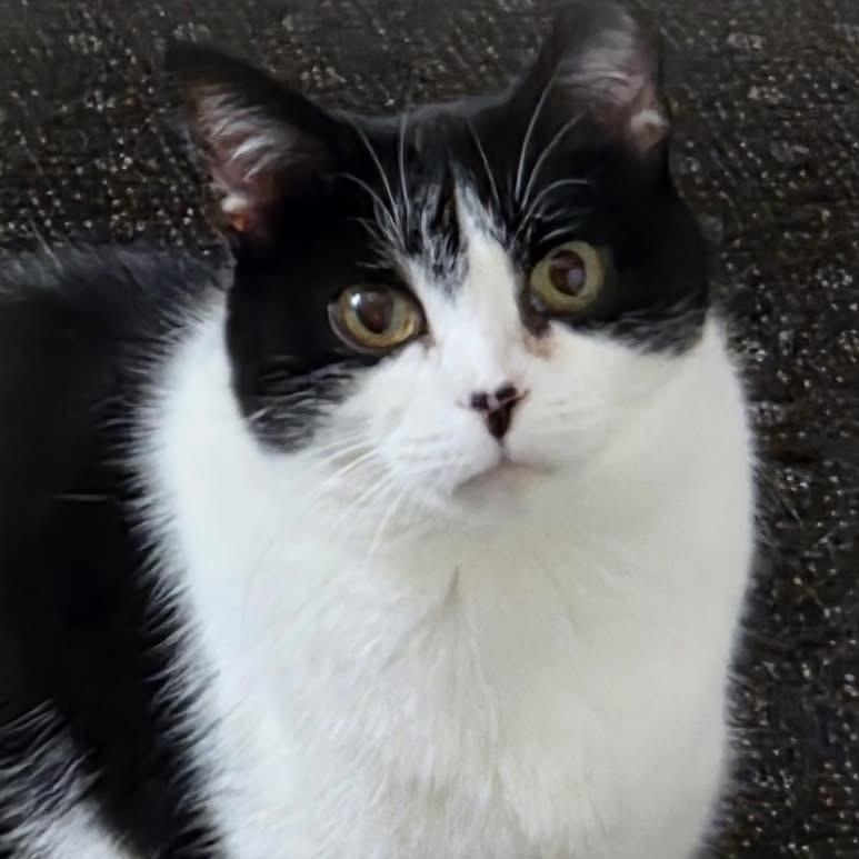 ZANIA, Adoptable, Adult Female Tuxedo.