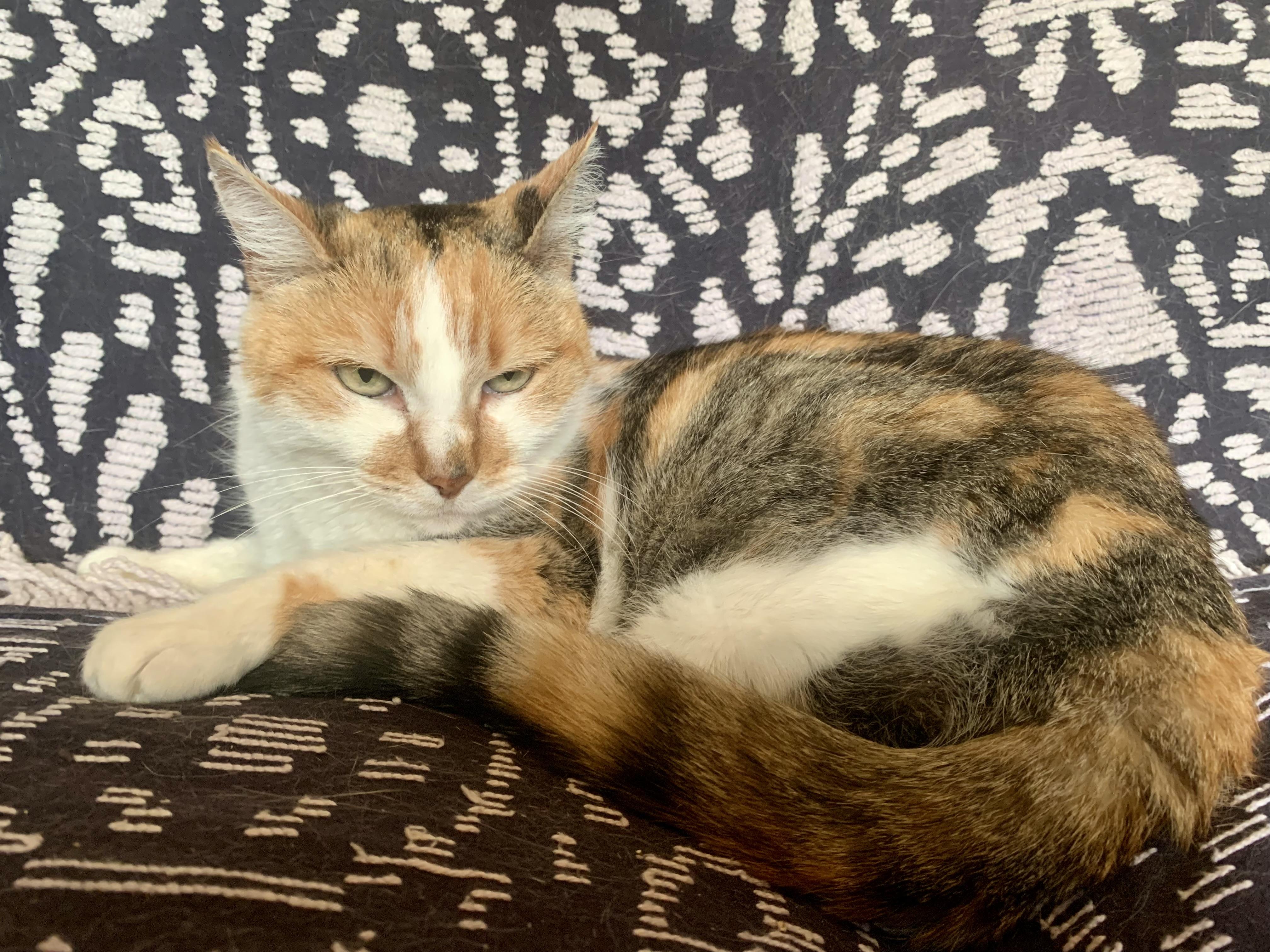 Enlarge Dixie, a Adoptable mixed breed in San Jose, CA image 1/1