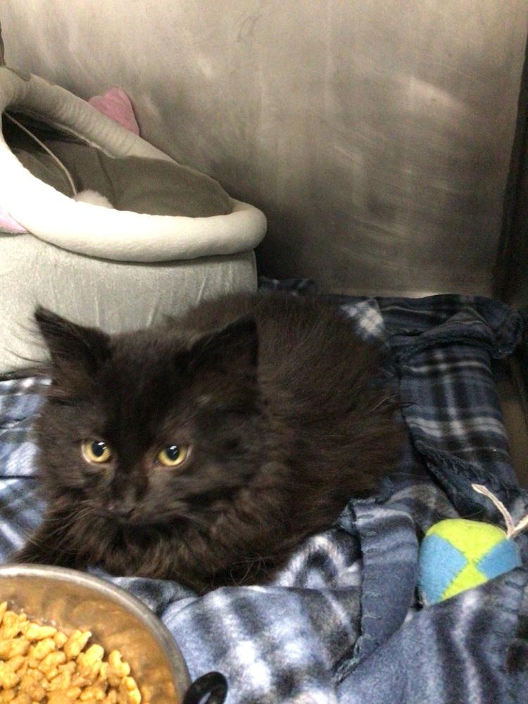 Enlarge Cyclops, a Adoptable Domestic Long Hair in Logansport , IN image 1/1