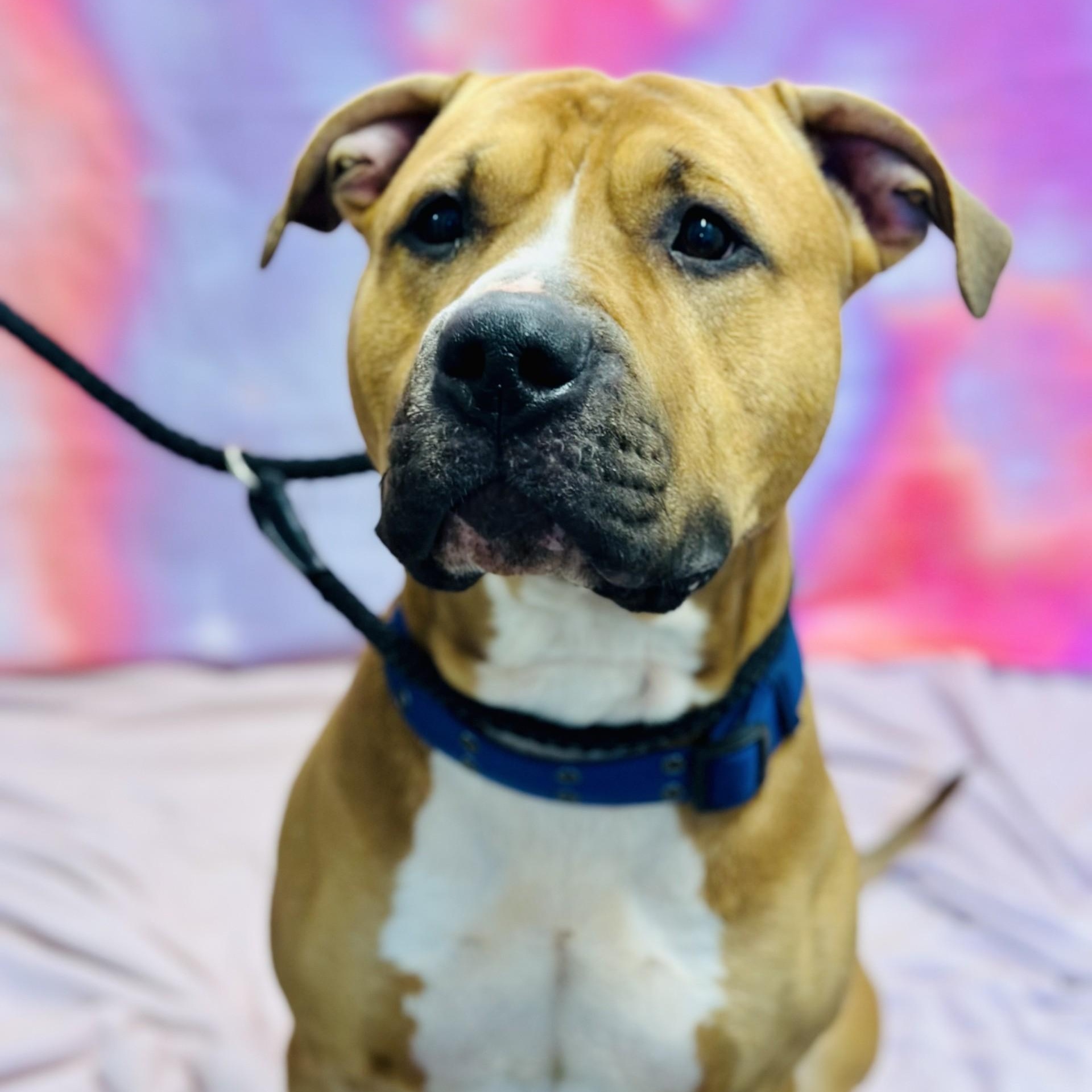 Kaos , a ADOPTABLE American Bully in Jackson, NJ image 2/2