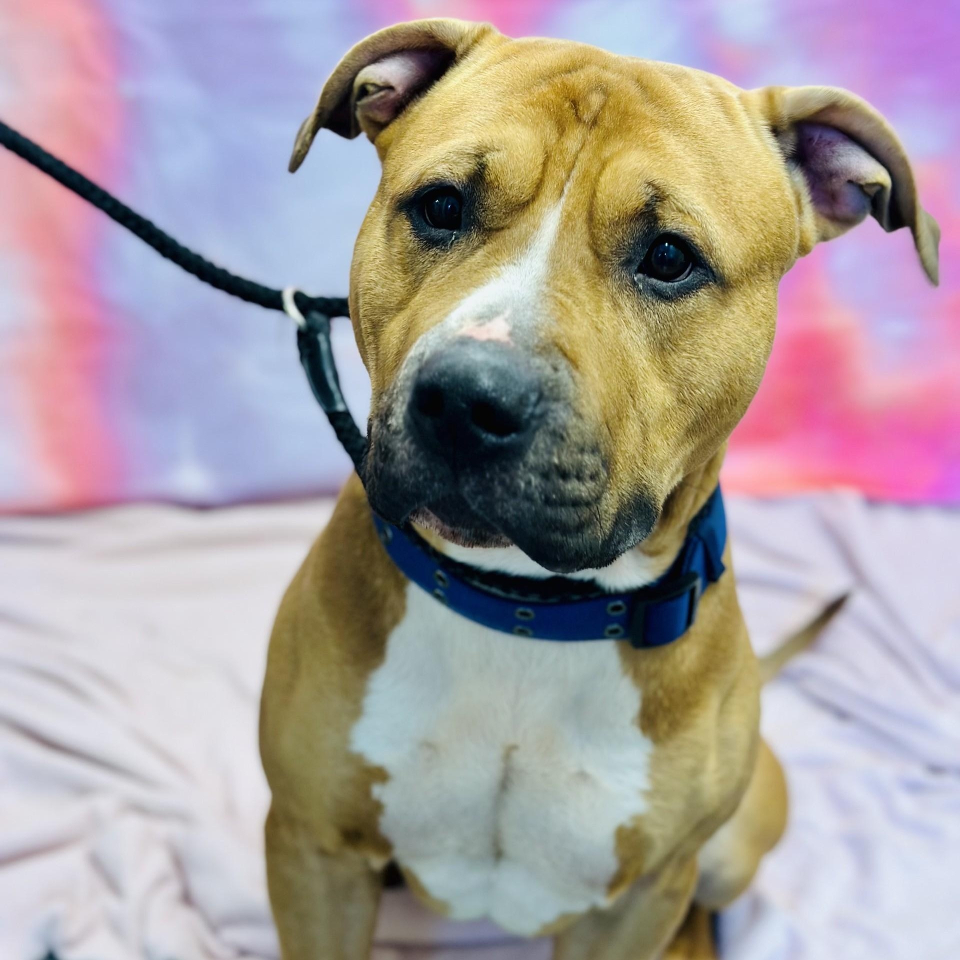 Kaos , ADOPTABLE, Adult Male American Bully.