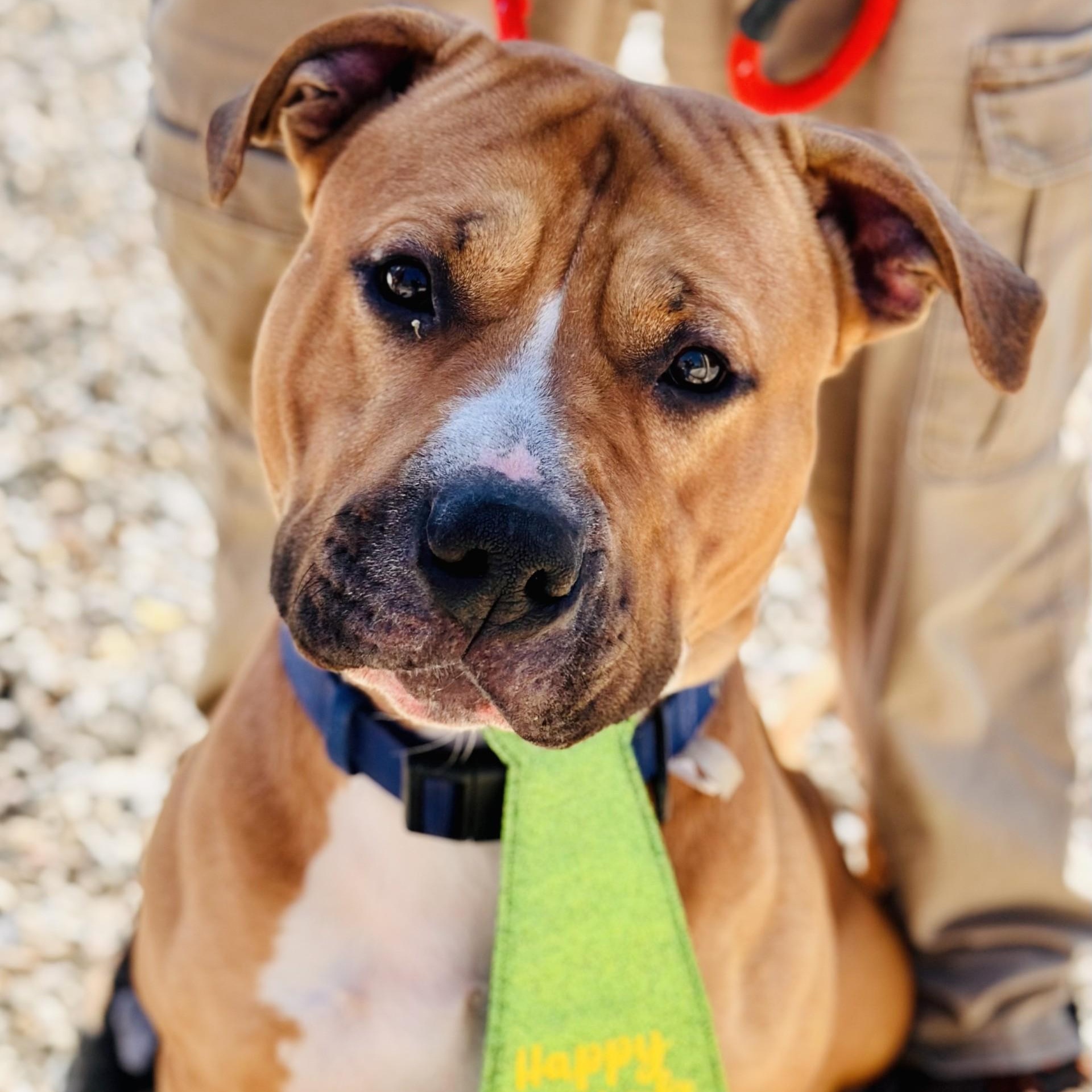 Kaos , an adopted American Bully in Jackson, NJ image 1/3