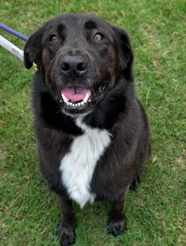 Cedo, Adoptable, Adult Male Black Labrador Retriever & Newfoundland Dog.