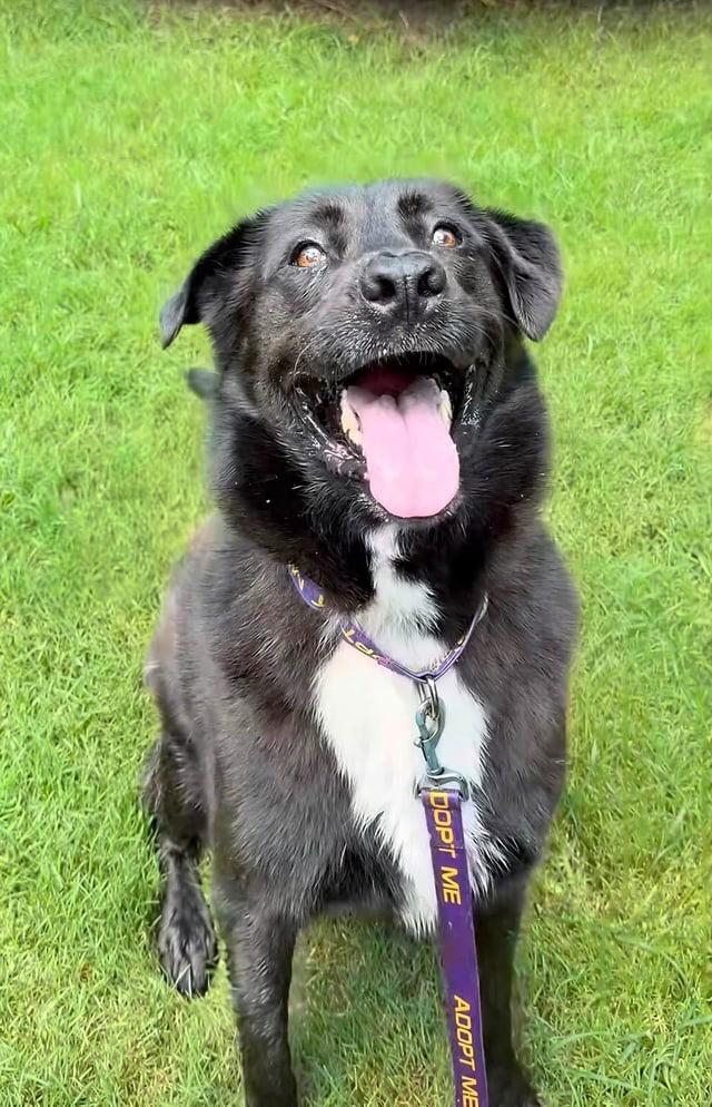 Enlarge Cedo, a Adoptable mixed breed in Springfield, VA image 4/4