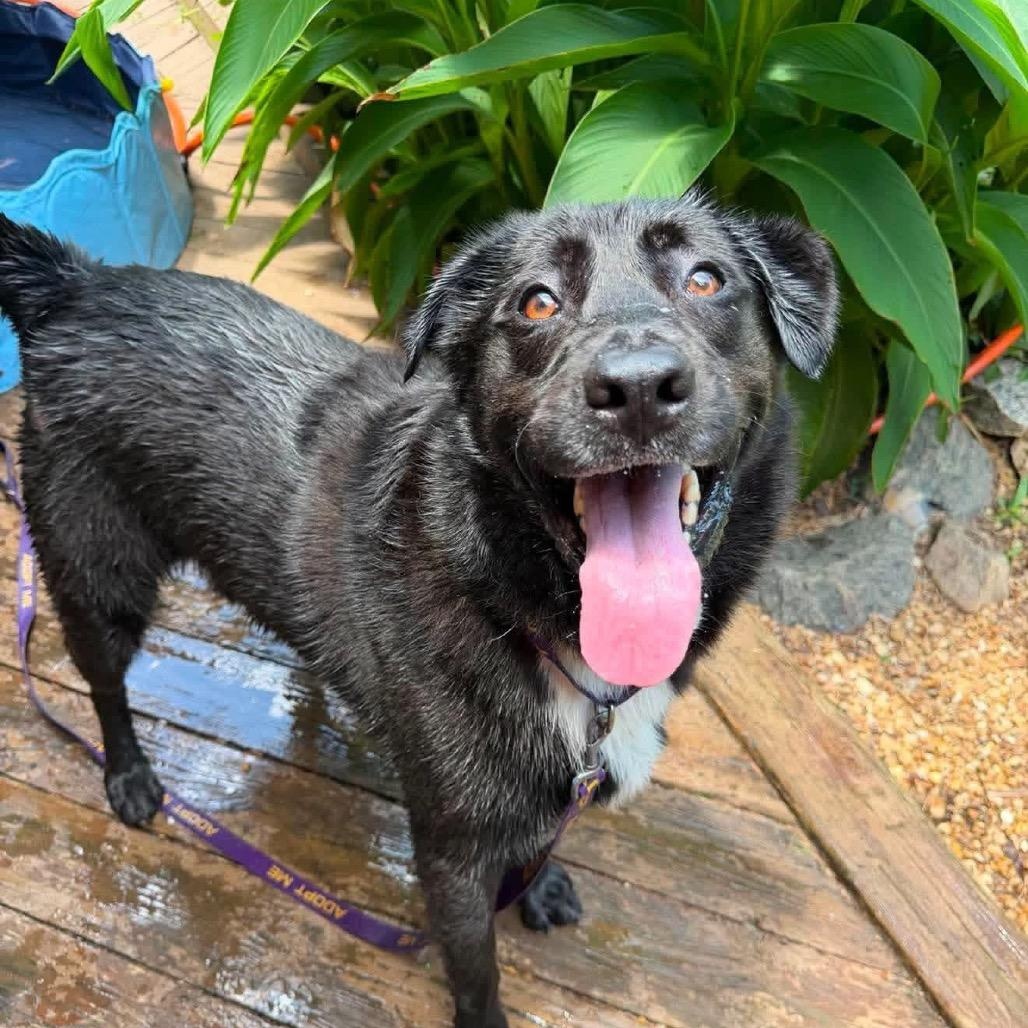 Enlarge Cedo, a Adoptable mixed breed in Springfield, VA image 2/4