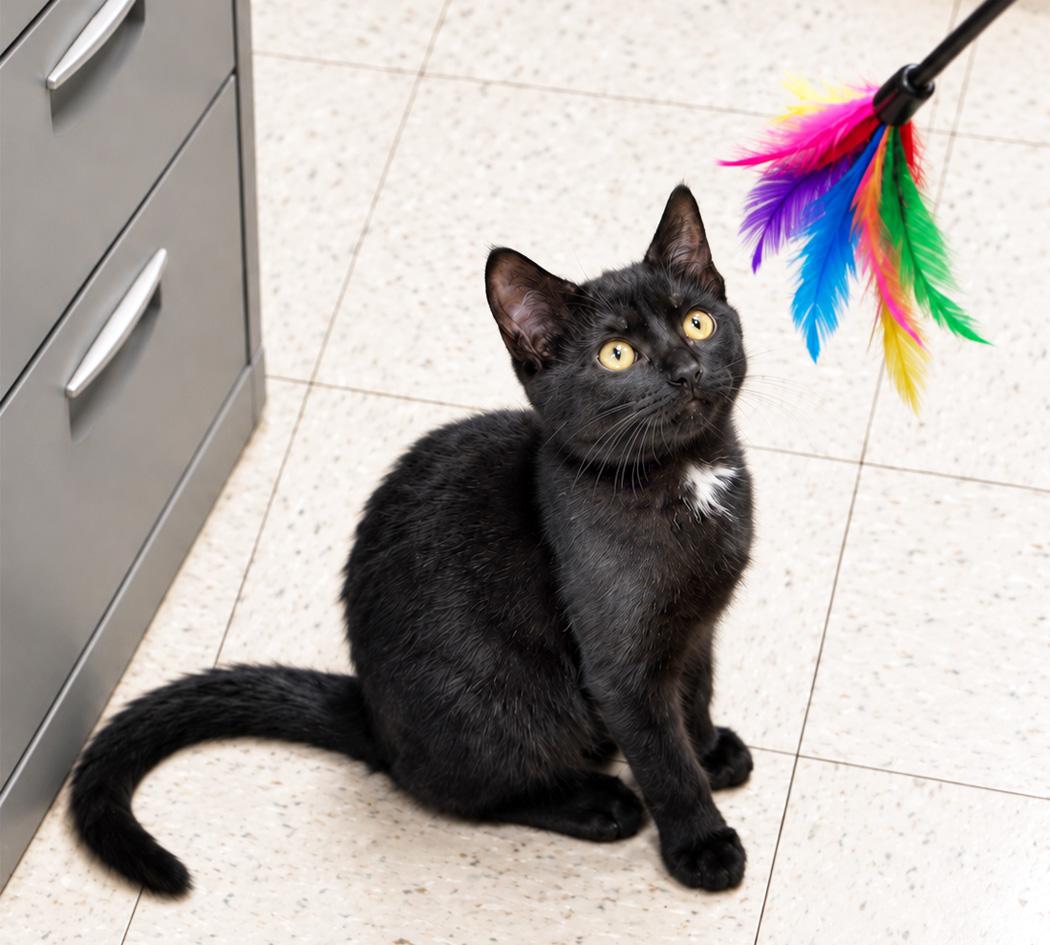 Enlarge Raven, a Adoptable Domestic Short Hair in Onley, VA image 5/5