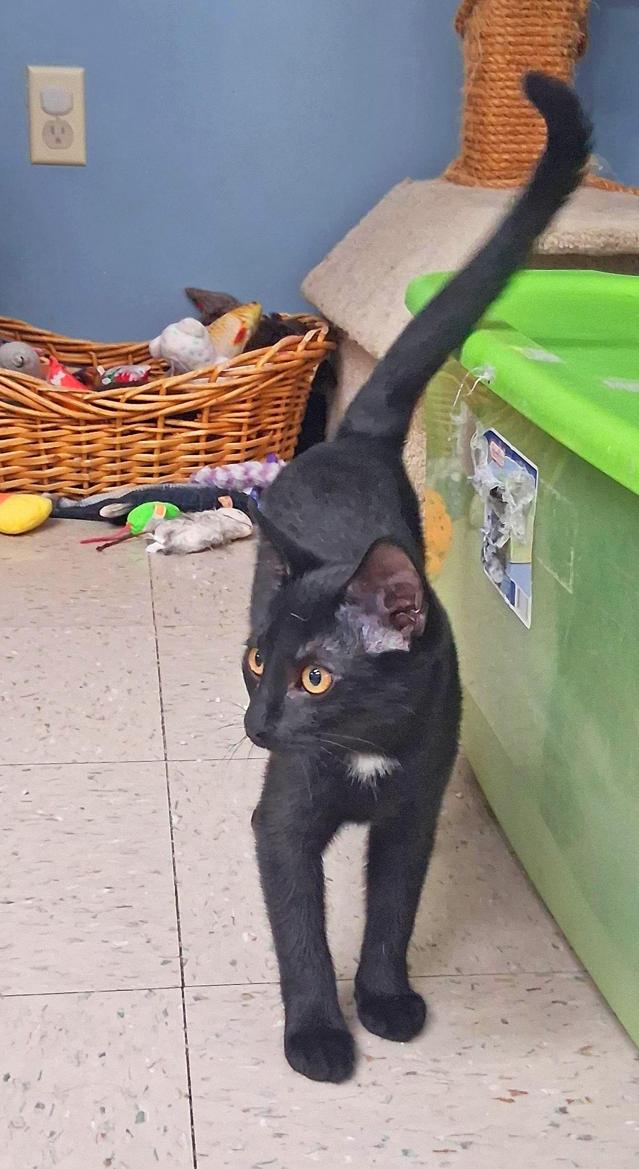 Enlarge Raven, a Adoptable Domestic Short Hair in Onley, VA image 2/5