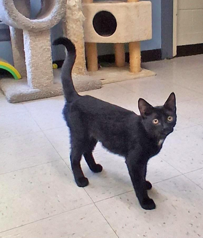 Enlarge Raven, a Adoptable Domestic Short Hair in Onley, VA image 3/5