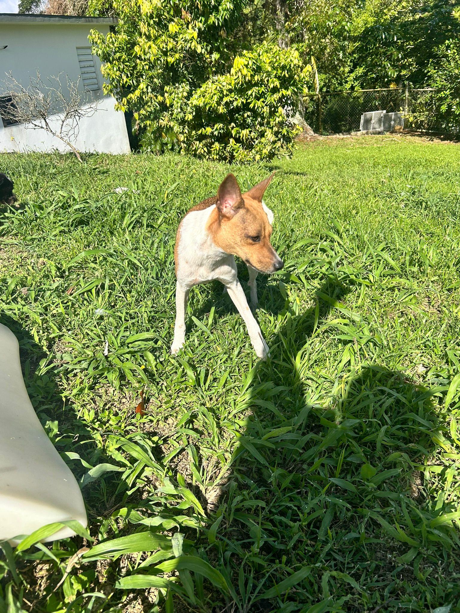 Mila, a Adoptable mixed breed in Albion, NY image 2/2