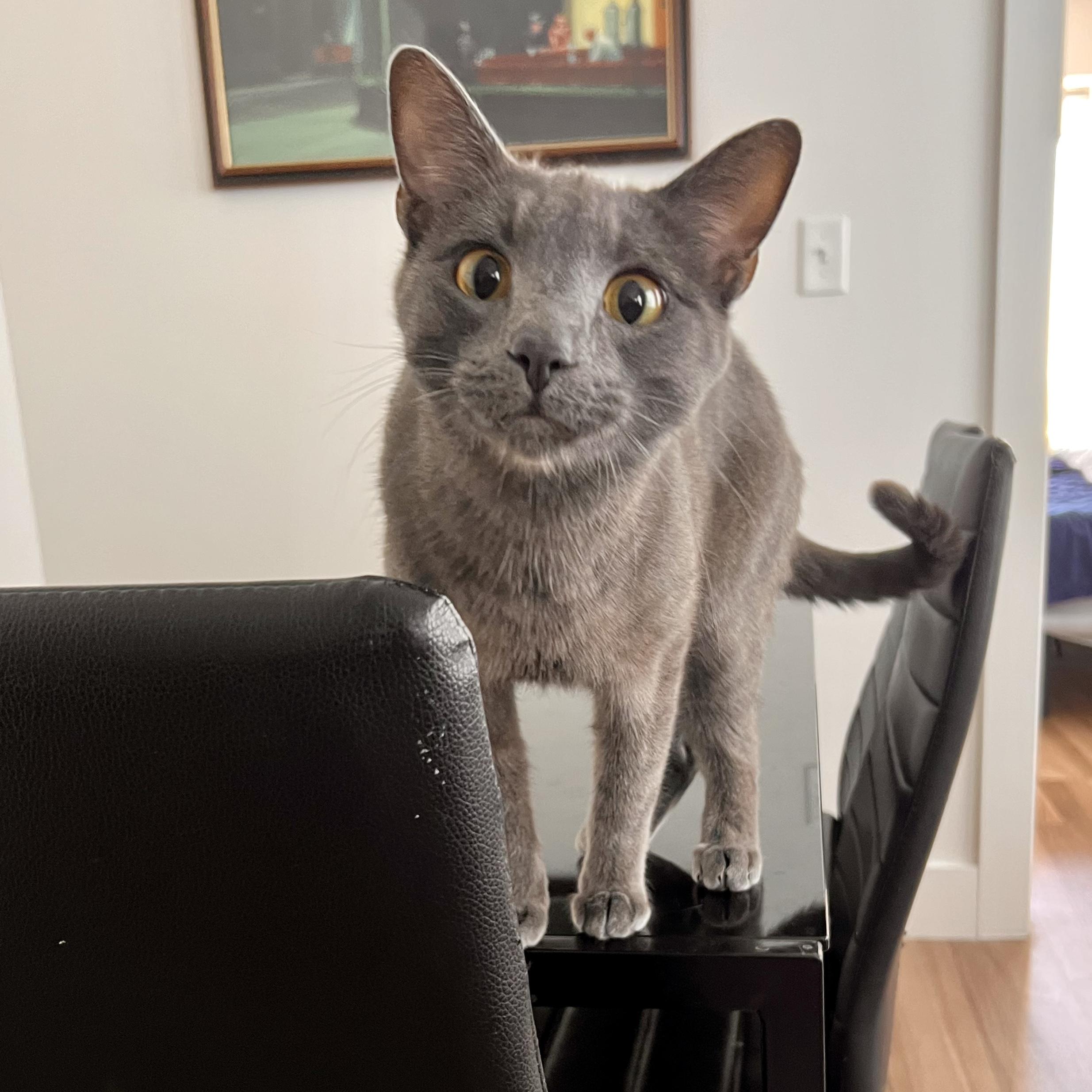 Balanchine, Adoptable, Adult Male Russian Blue & Domestic Short Hair.