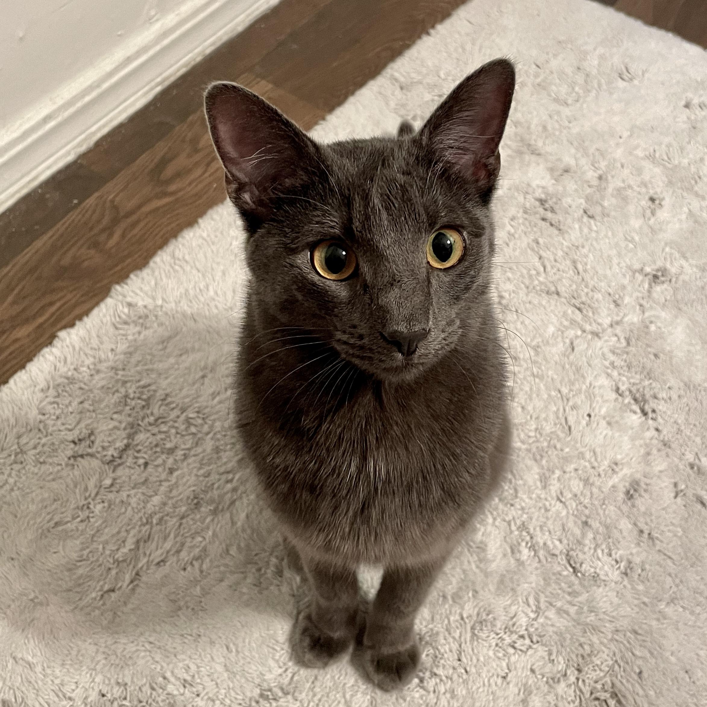 Enlarge Balanchine, a Adoptable mixed breed in Tulsa, OK image 2/6