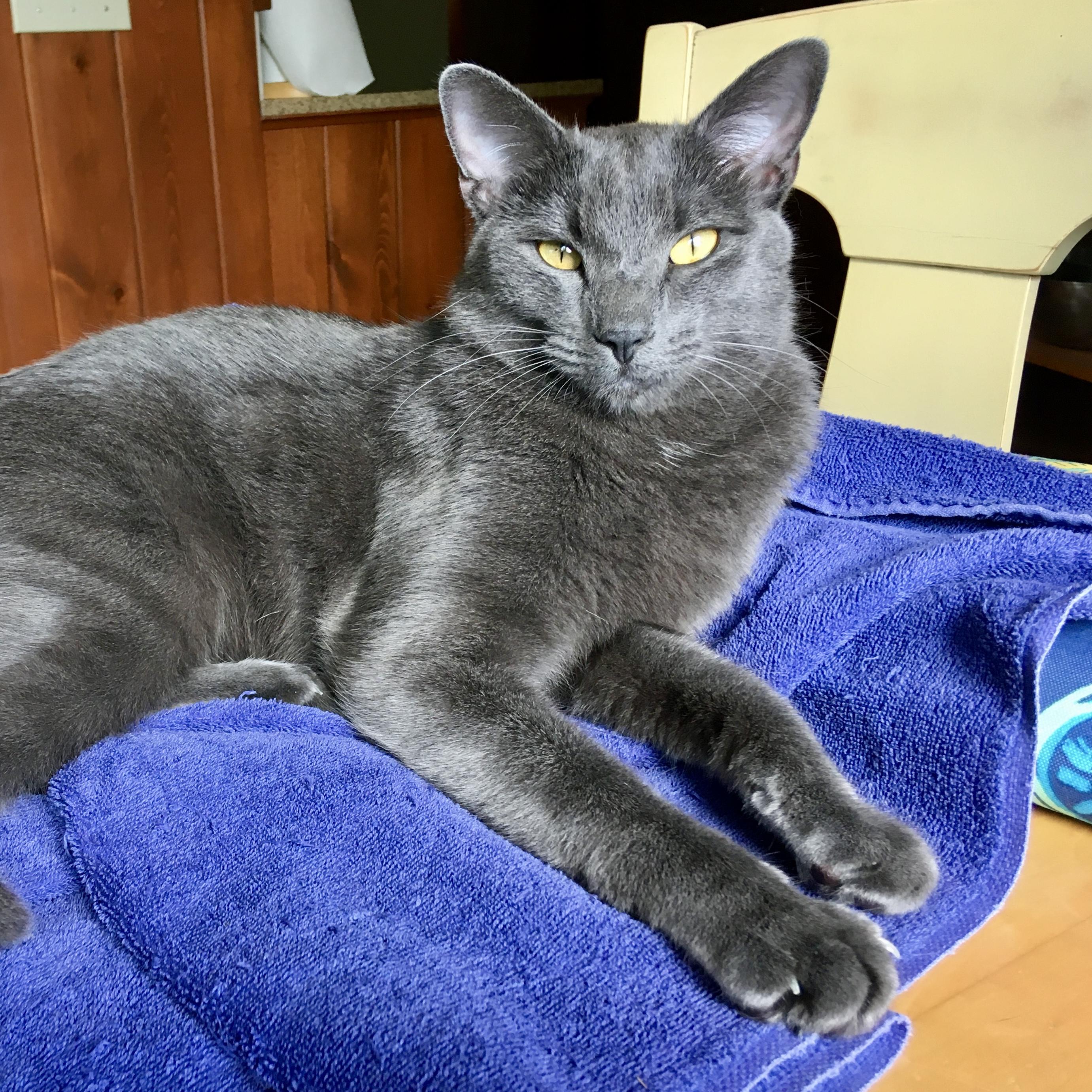Balanchine, Adoptable, Adult Male Russian Blue & Domestic Short Hair.